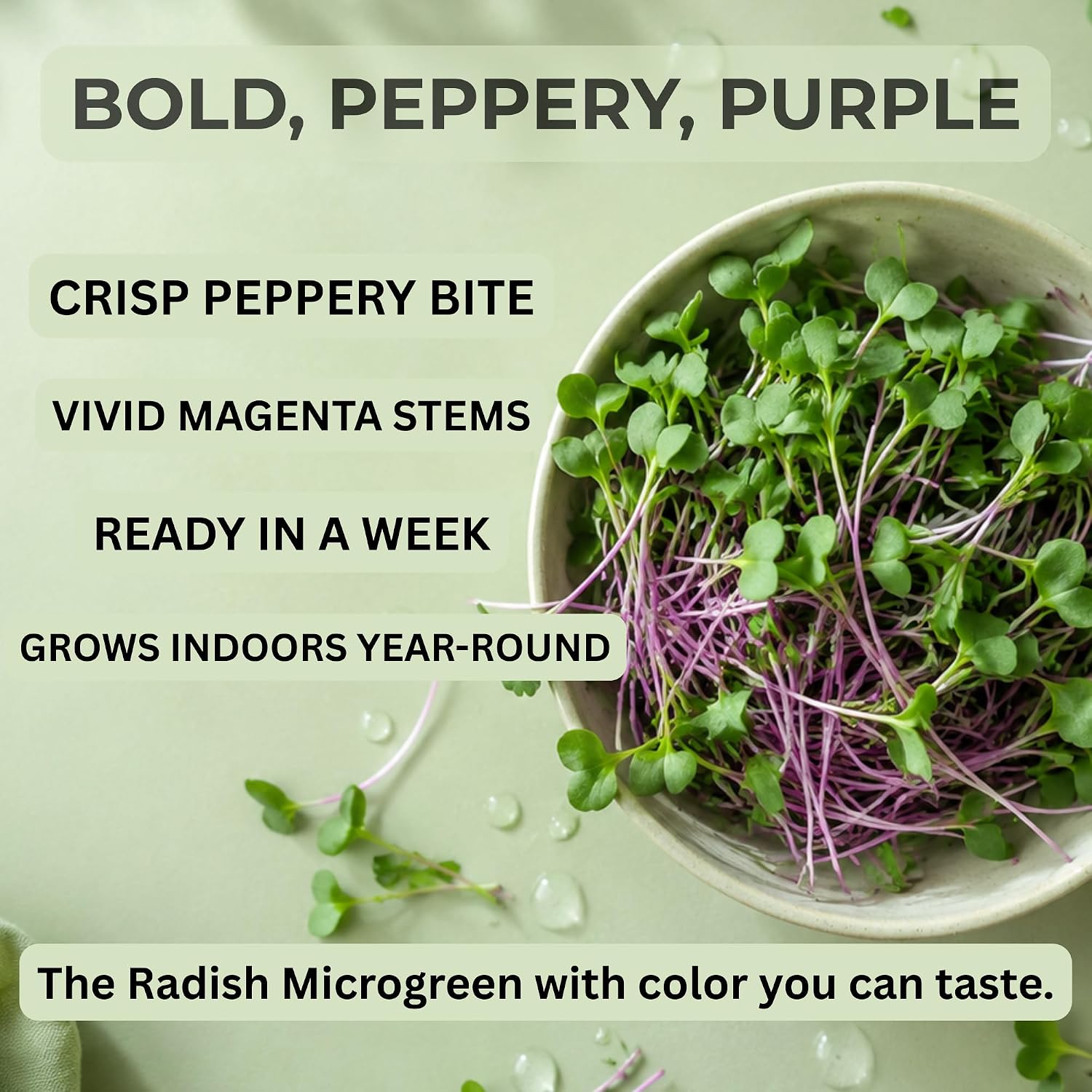 Todd's Seeds Radish Microgreen Seeds, 1 lb – Non-GMO | Rambo Variety, Bulk - Striking purple sprouts. High in vitamins