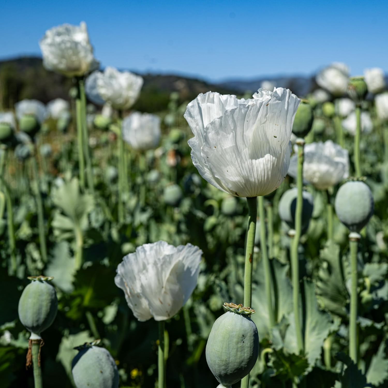 Poppy Flower Seed, 7 Variety Pack | Seven Poppy Varieties, Heirloom and California Types, Silky Ornamental Blooms