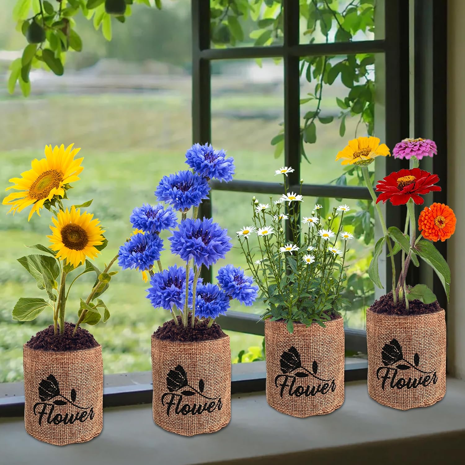 Indoor Daisy Garden Starter Kit, 4 Flower Seeds Growing into Shasta Daisy, Cornflower, Sunflower, Zinnia, Including