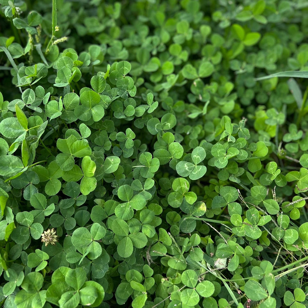 Mountain Valley Seed Co Micro Clover Seed for Lawn - 1 Lb - 400,000 | Microclover Seeds for Planting - Drought-Tolerant