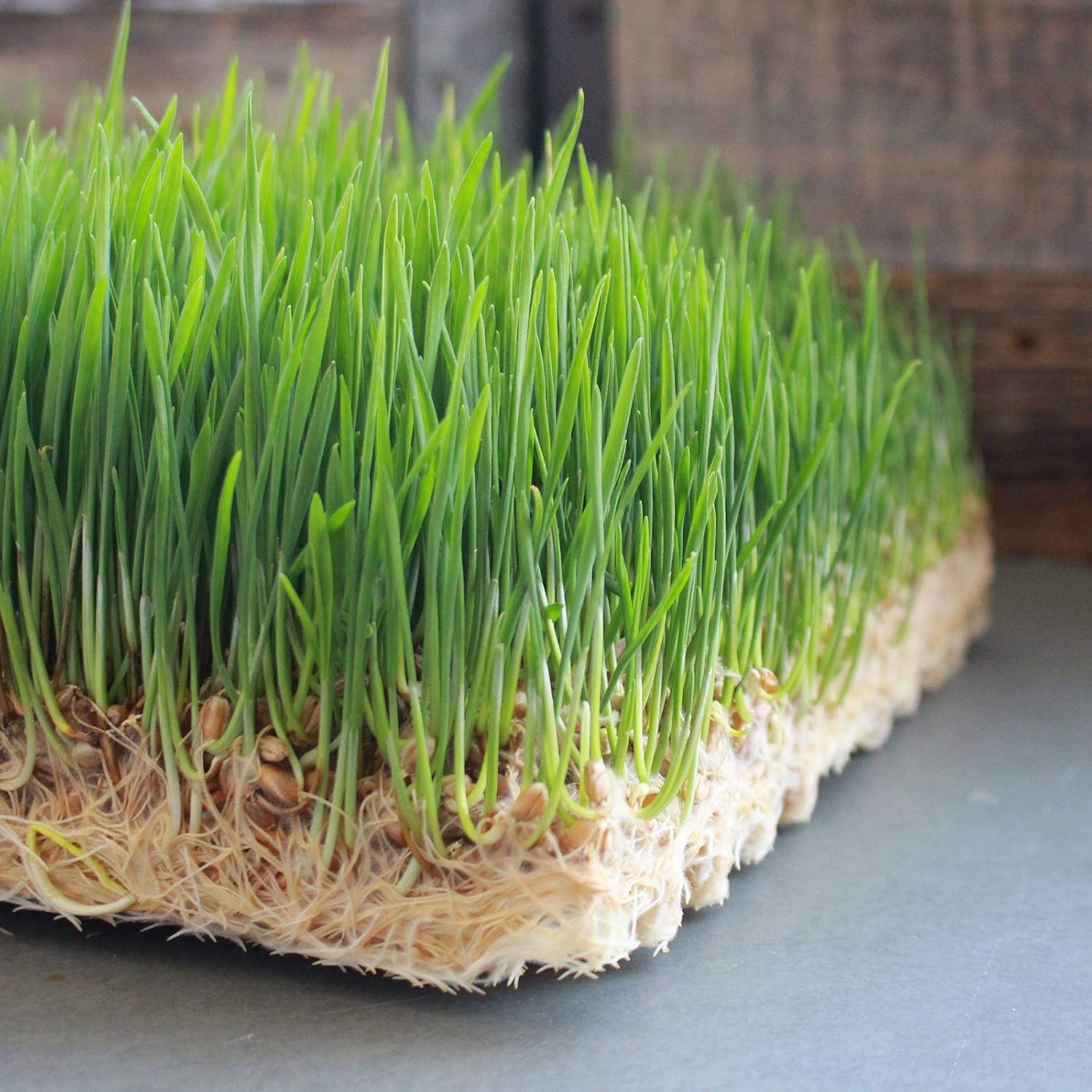 Andy Pantry Pro Micro Jute Microgreens Grow Mats - 10x20 Inches | 1020 Growing Trays - Pack of 50 Pads - Hydroponic