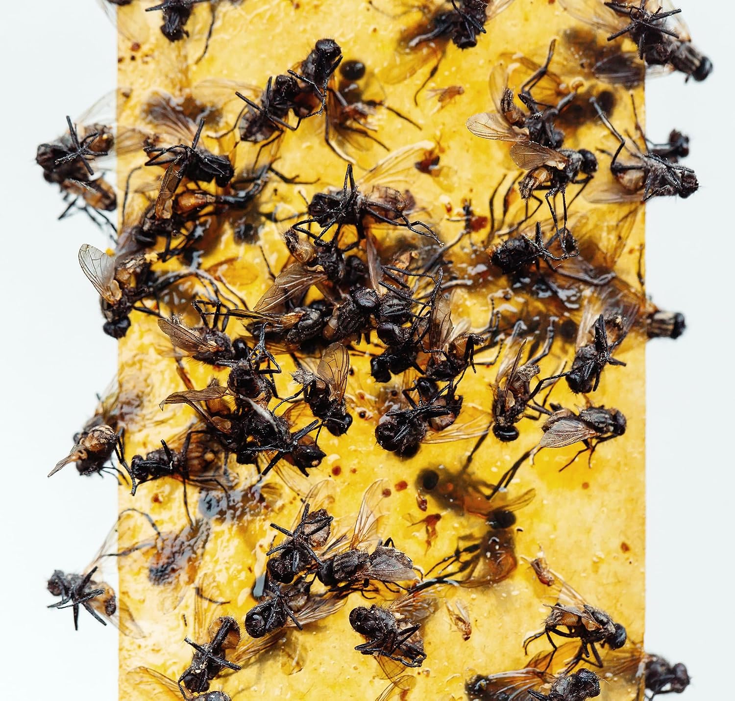Gideal 6-Pack Yellow Sticky Traps for Indoor/Outdoor Use, Gnat Trap for Flying Plant Insect