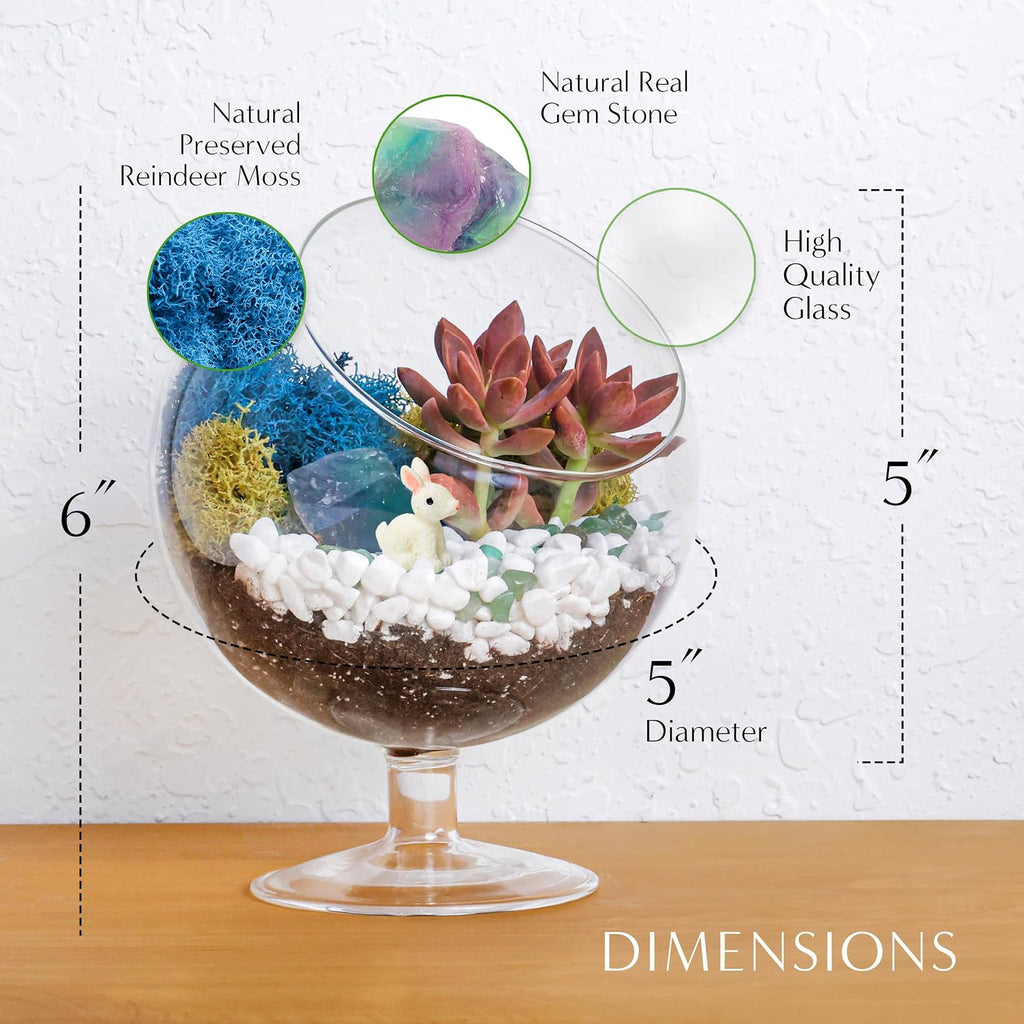 Creations by Nathalie DIY 6" Chalice Terrarium Kit Build Your Own Glass Terrarium for Adults & Teens, DIY Terrarium Kit