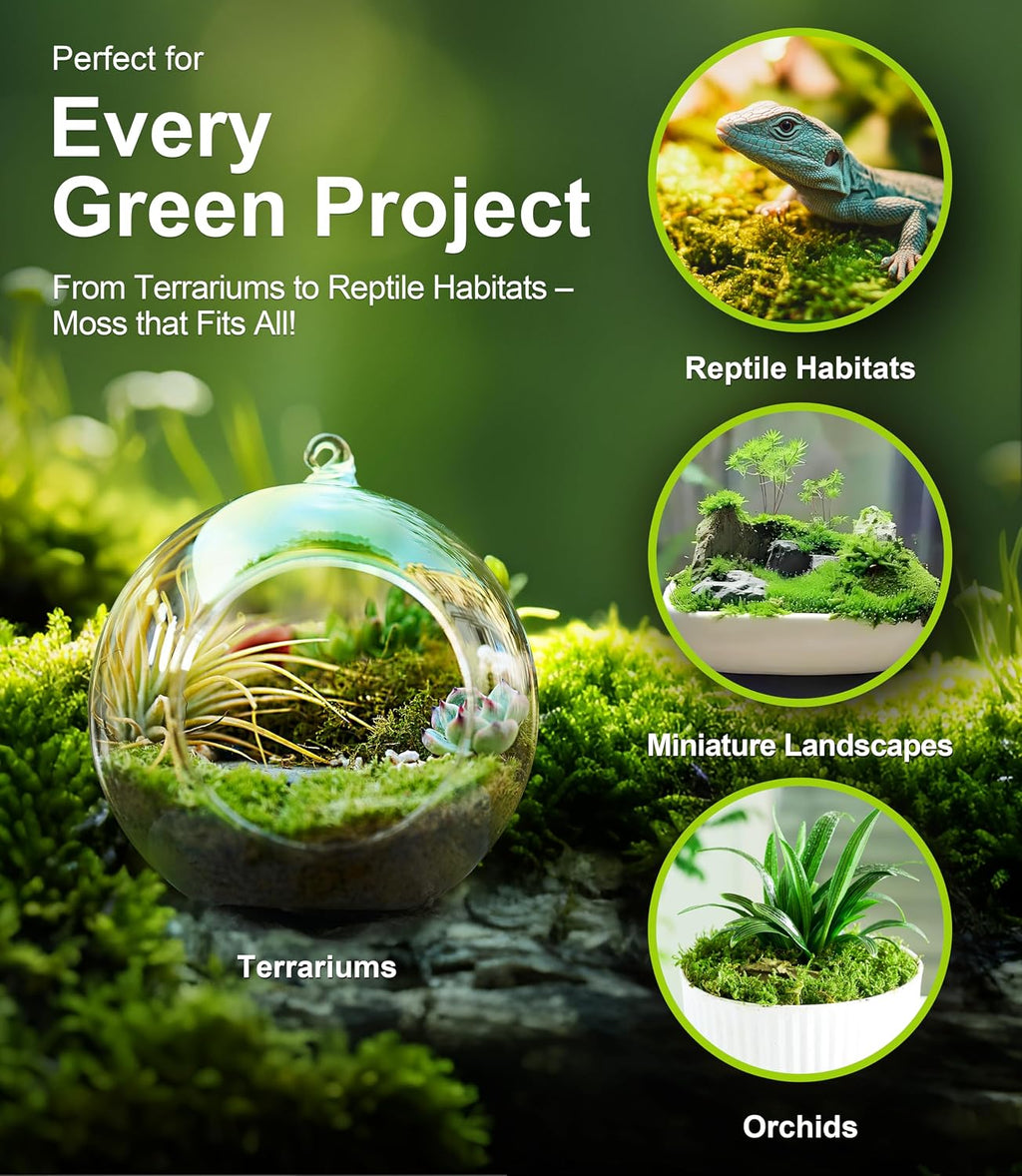 Live Moss 4-Pack for Terrariums,Potted Plants & Floral Decor | Random Varieties, Easy to Revive, Dye-Free, Mixed Green
