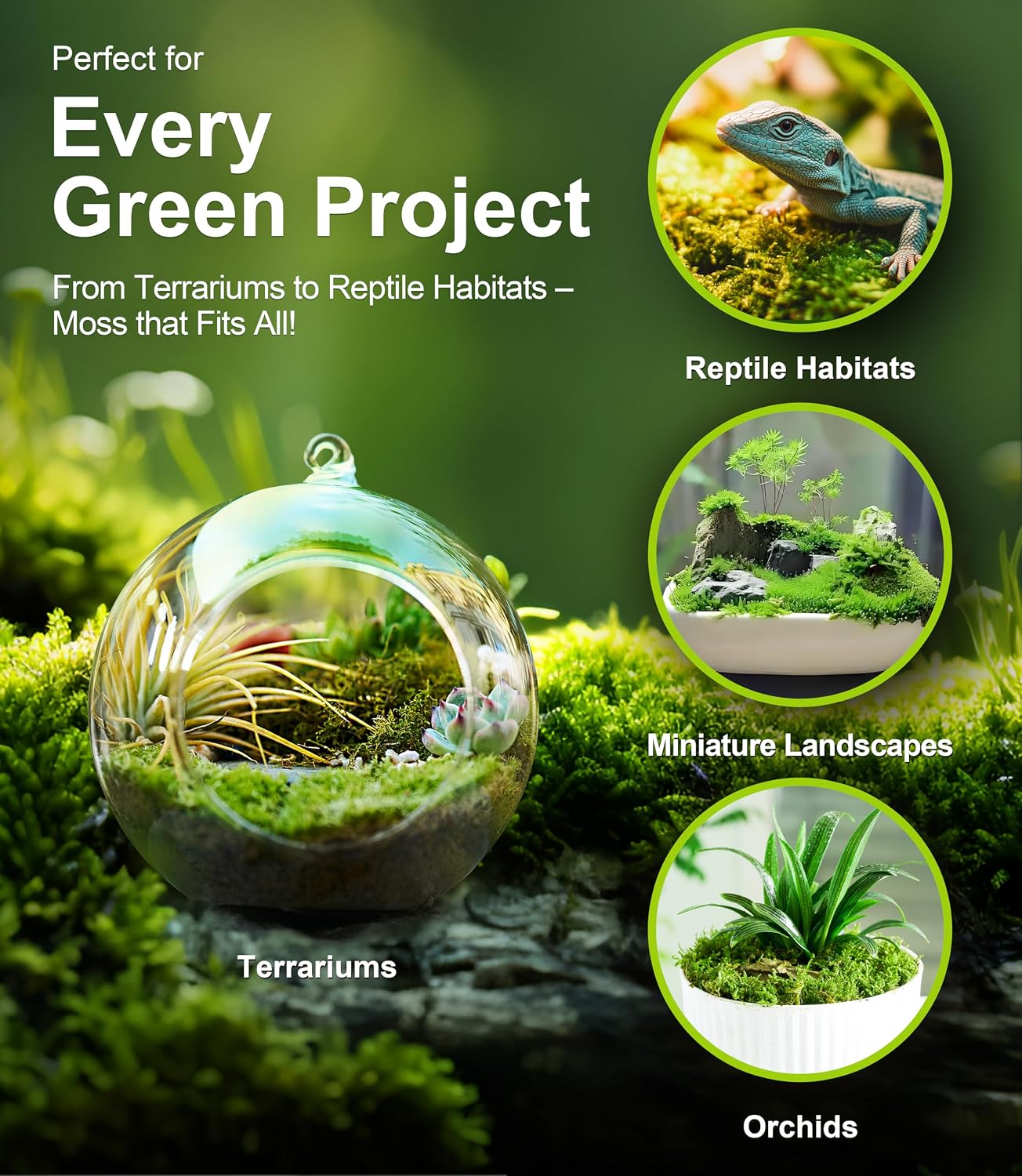 Live Moss 4-Pack for Terrariums,Potted Plants & Floral Decor | Random Varieties, Easy to Revive, Dye-Free, Mixed Green