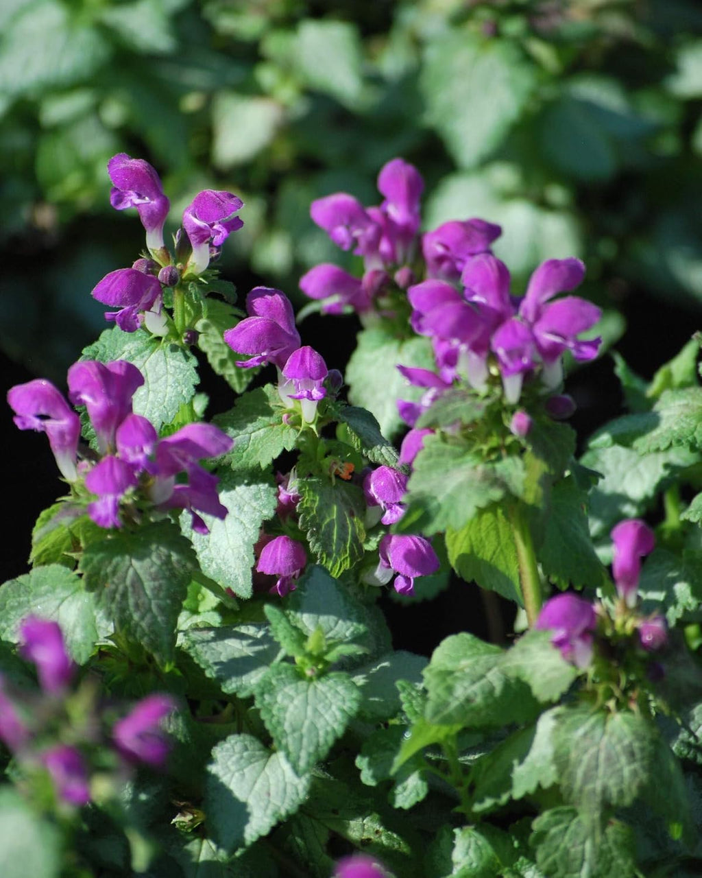 Lamium maculatum ‘Beacon Silver’ (Dead Nettle) Live Perennial, Size- Container, Pink Spring to Summer Flowers with