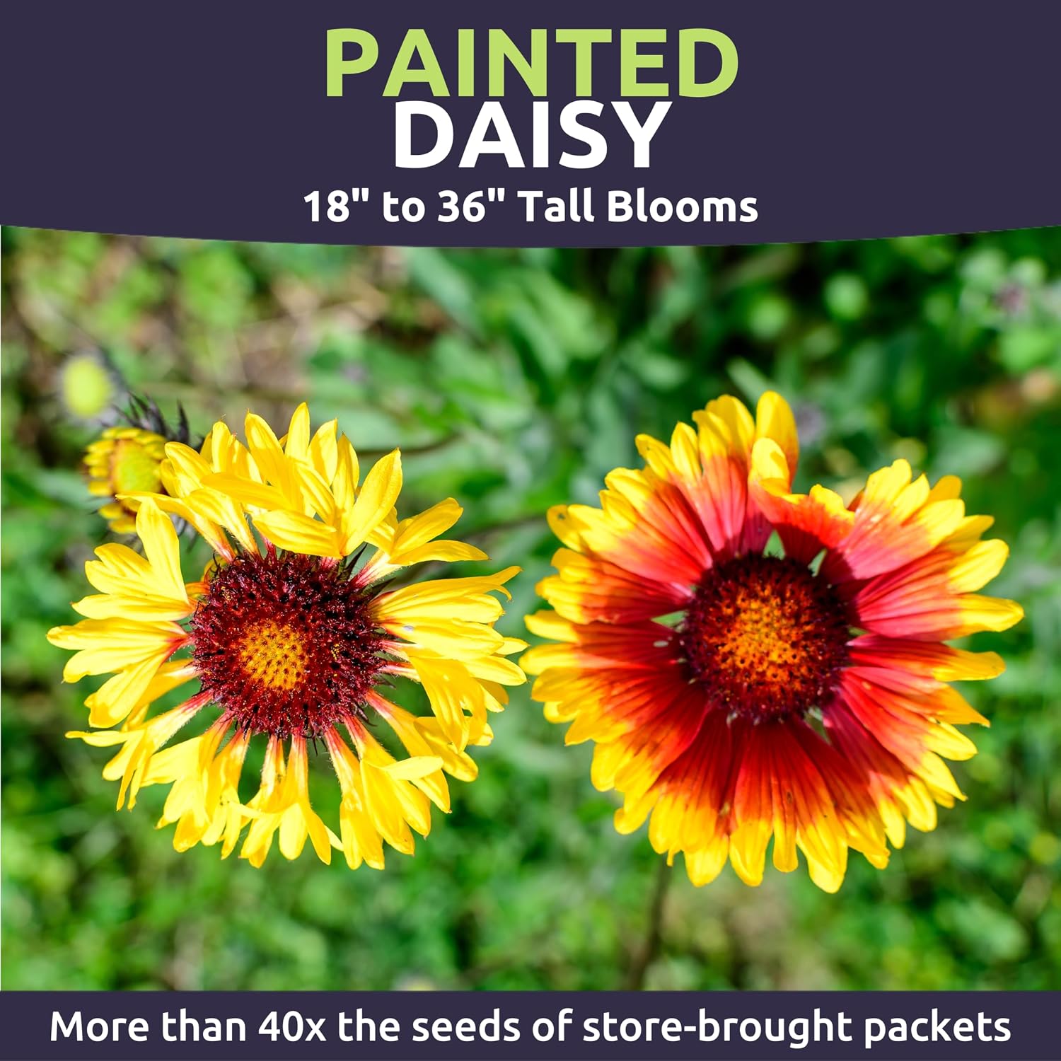 Painted Daisy - Bulk 1/4 Pound Pouch - 40,000 Flower Seeds for Planting - Chrysanthemum carinatum