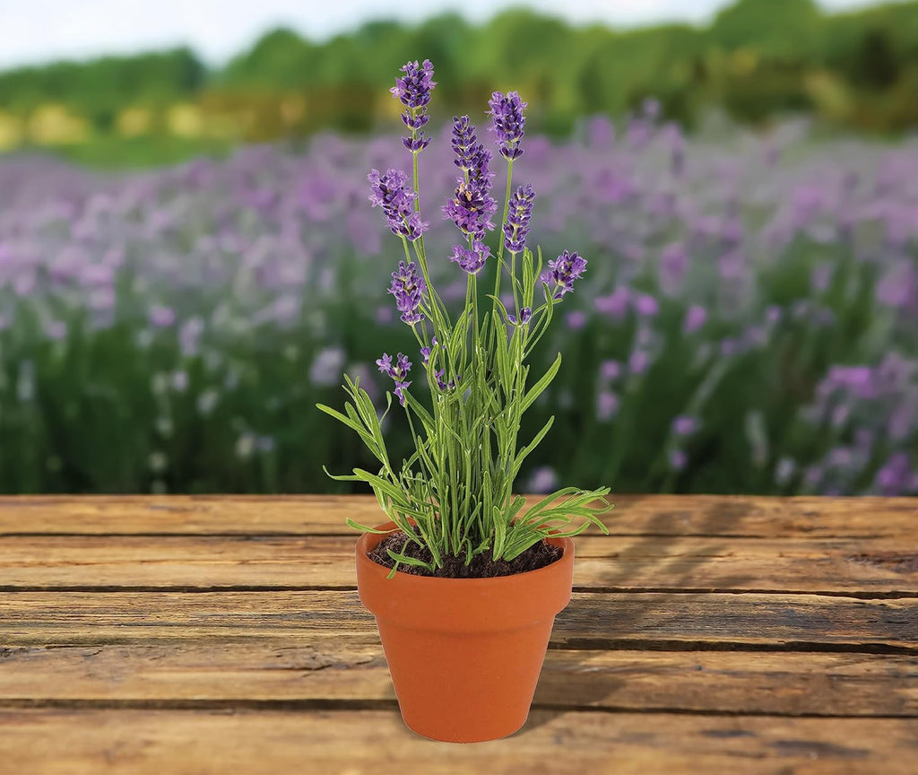 BUZZY Seeds Mini Terracotta Lavender Grow Kit, Assorted 20-Pack - Mini Terracotta Pot Grow Set - 100% Grow Guarantee