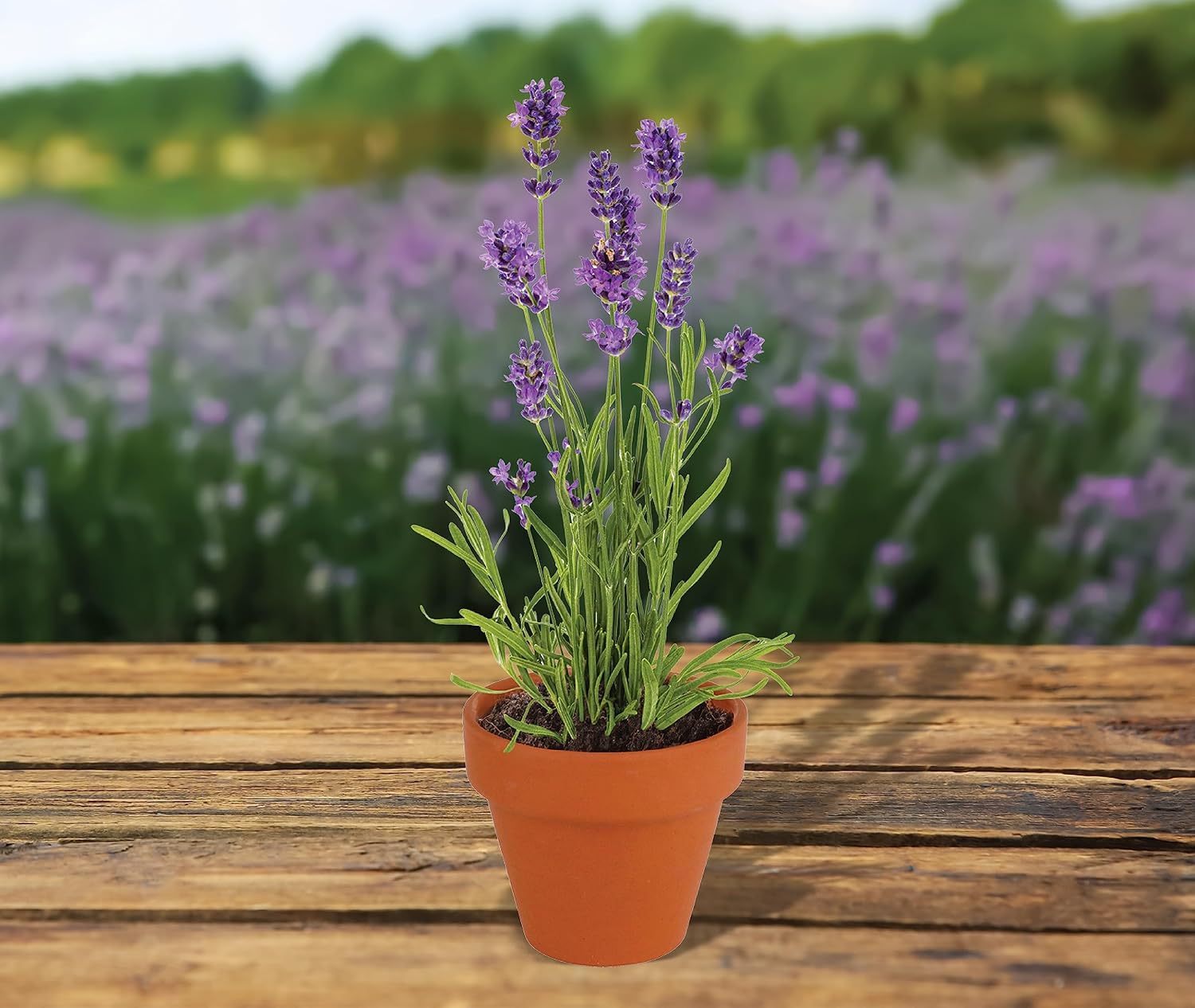 BUZZY Seeds Mini Terracotta Lavender Grow Kit, Assorted 20-Pack - Mini Terracotta Pot Grow Set - 100% Grow Guarantee