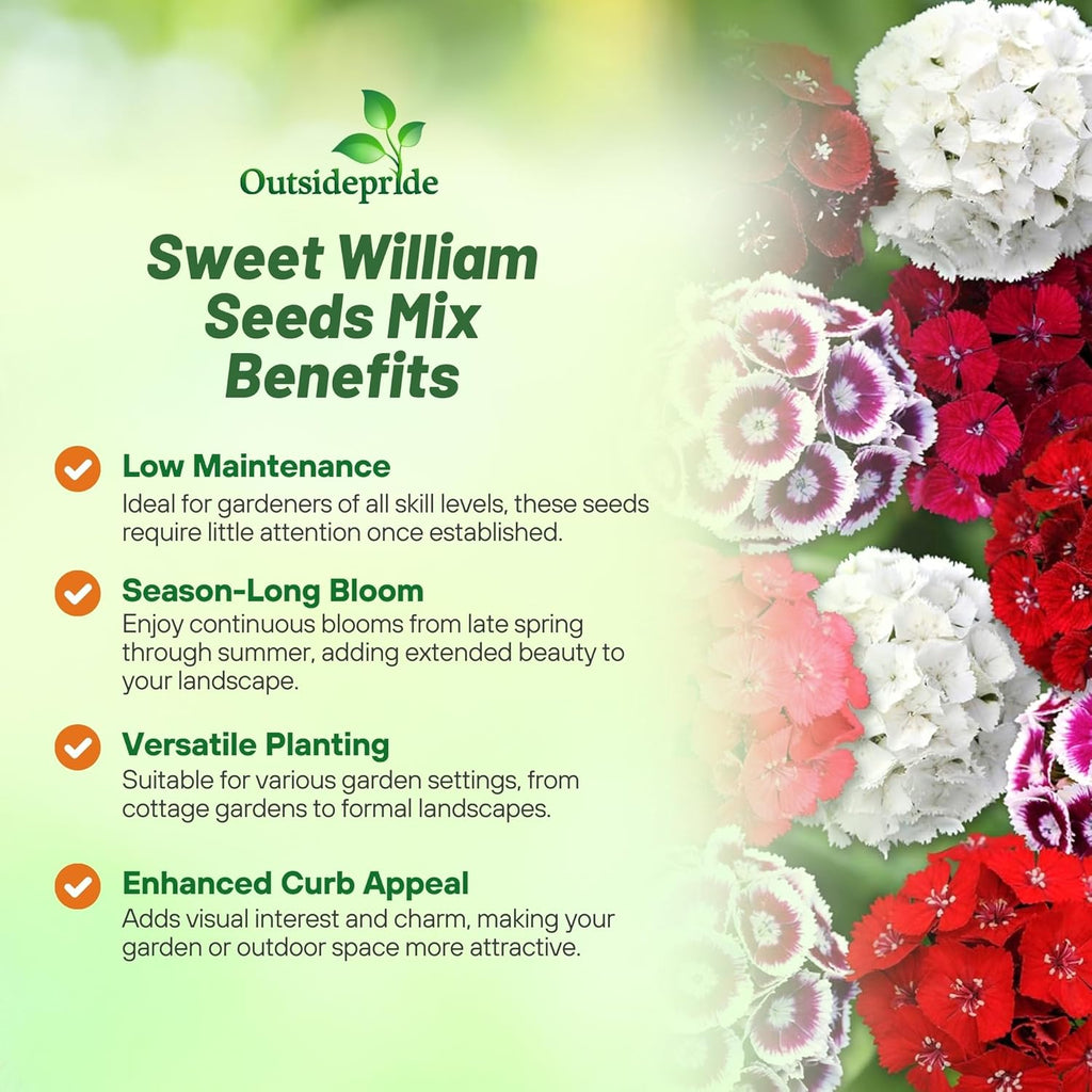 Outsidepride Sweet William Dianthus Seeds - 1 Lb. Perennial, Winter Hardy Wildflower Seeds w/Fragrant & Vibrant Blooms