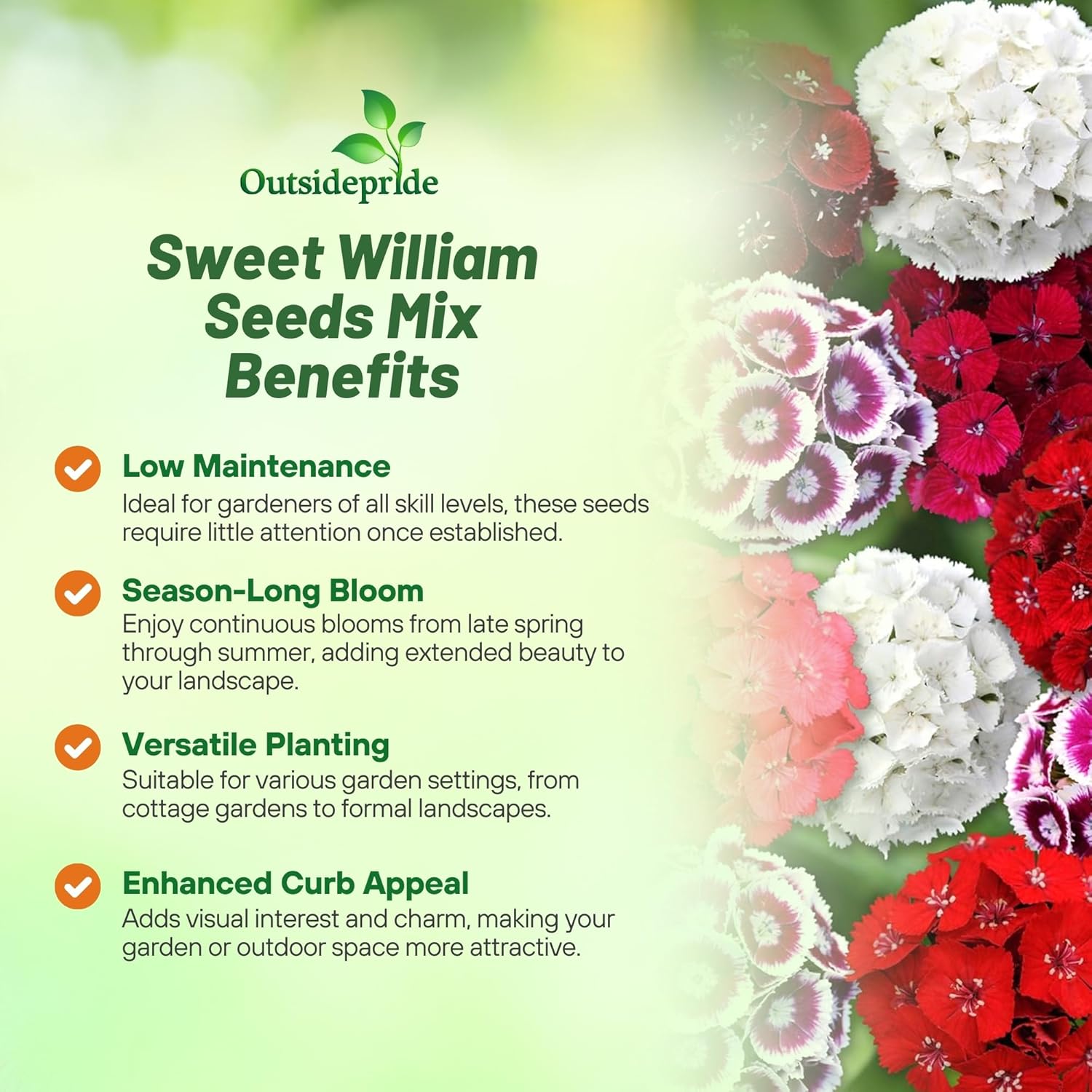 Outsidepride Sweet William Dianthus Seeds - 1 Lb. Perennial, Winter Hardy Wildflower Seeds w/Fragrant & Vibrant Blooms