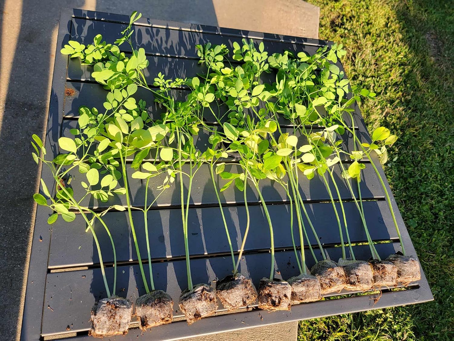 Moringa Plants 10 Moringa Trees Live Saplings - PKM1 Variety - Natural Herbs - with Free Moringa Seeds - Drumstick Tree