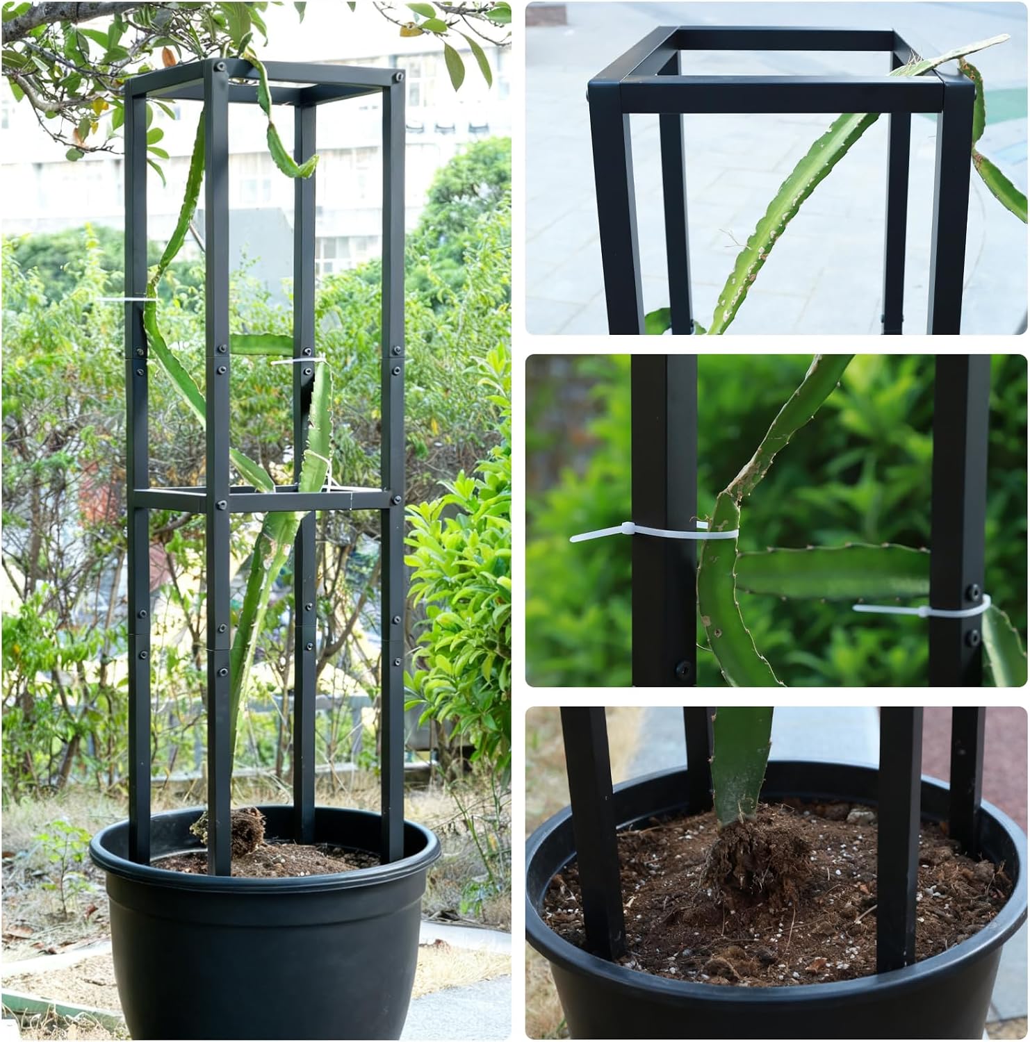 48" Dragon Fruit Trellis Durable Metal Support for Climbing Plants | Premium Durable Plant Accessories for Gardeners