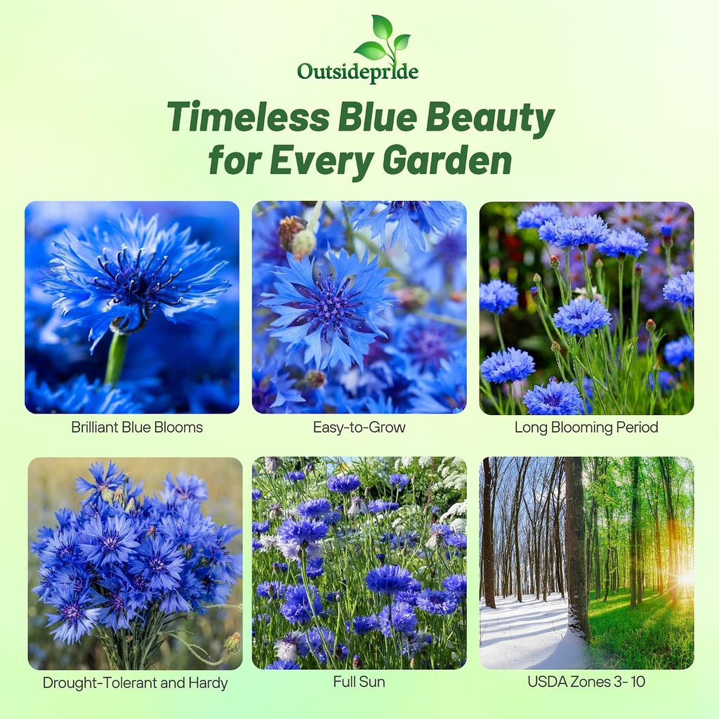 Outsidepride Blue Cornflower Seeds for Planting - 1 lb. Annual Bachelor's Button Flower Seeds for Cut Flower Gardens