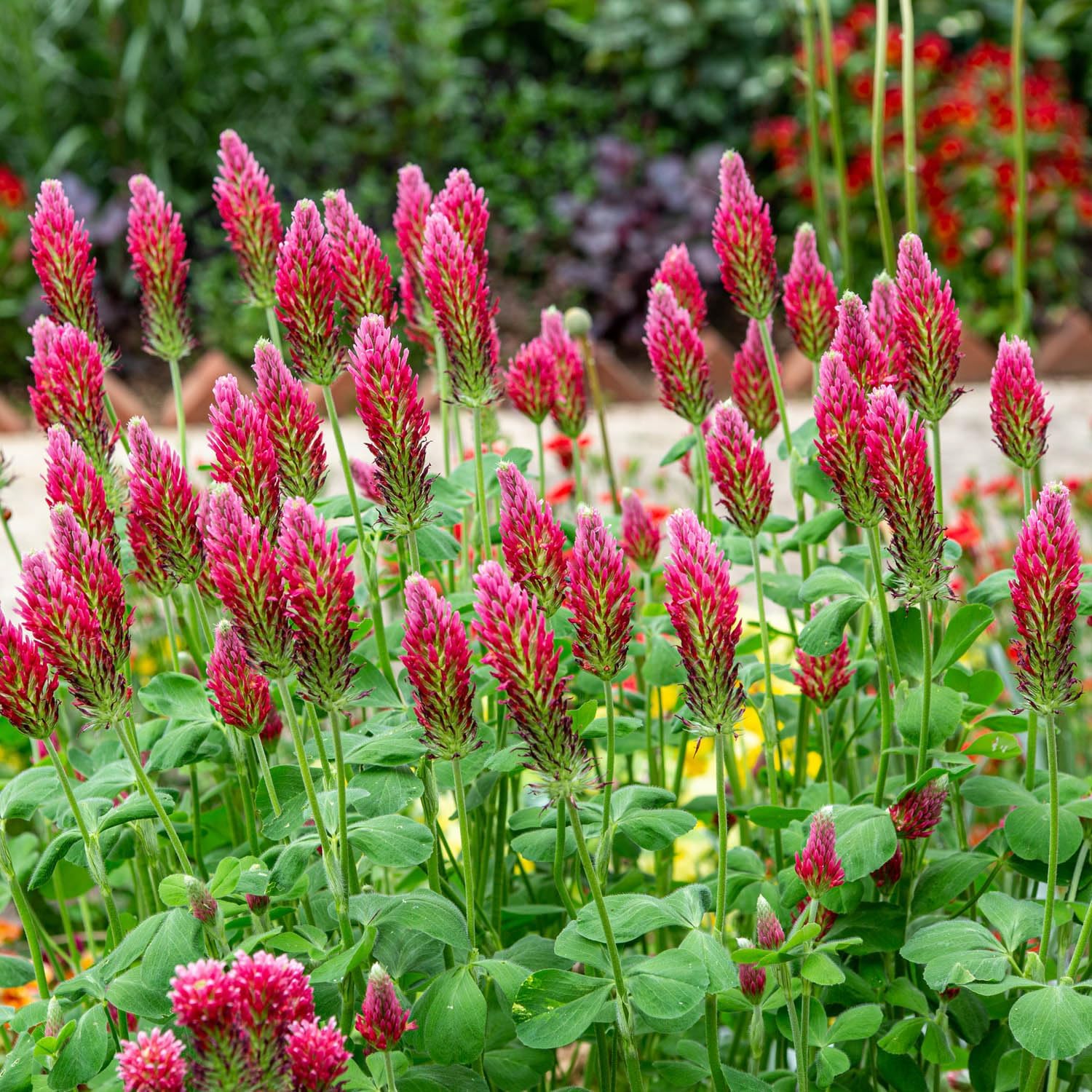 Outsidepride Crimson Clover Seeds - 5 lbs. Annual, Nitrocoated, & Inoculated Ground Cover Seeds, Ideal for Lawn, Cover