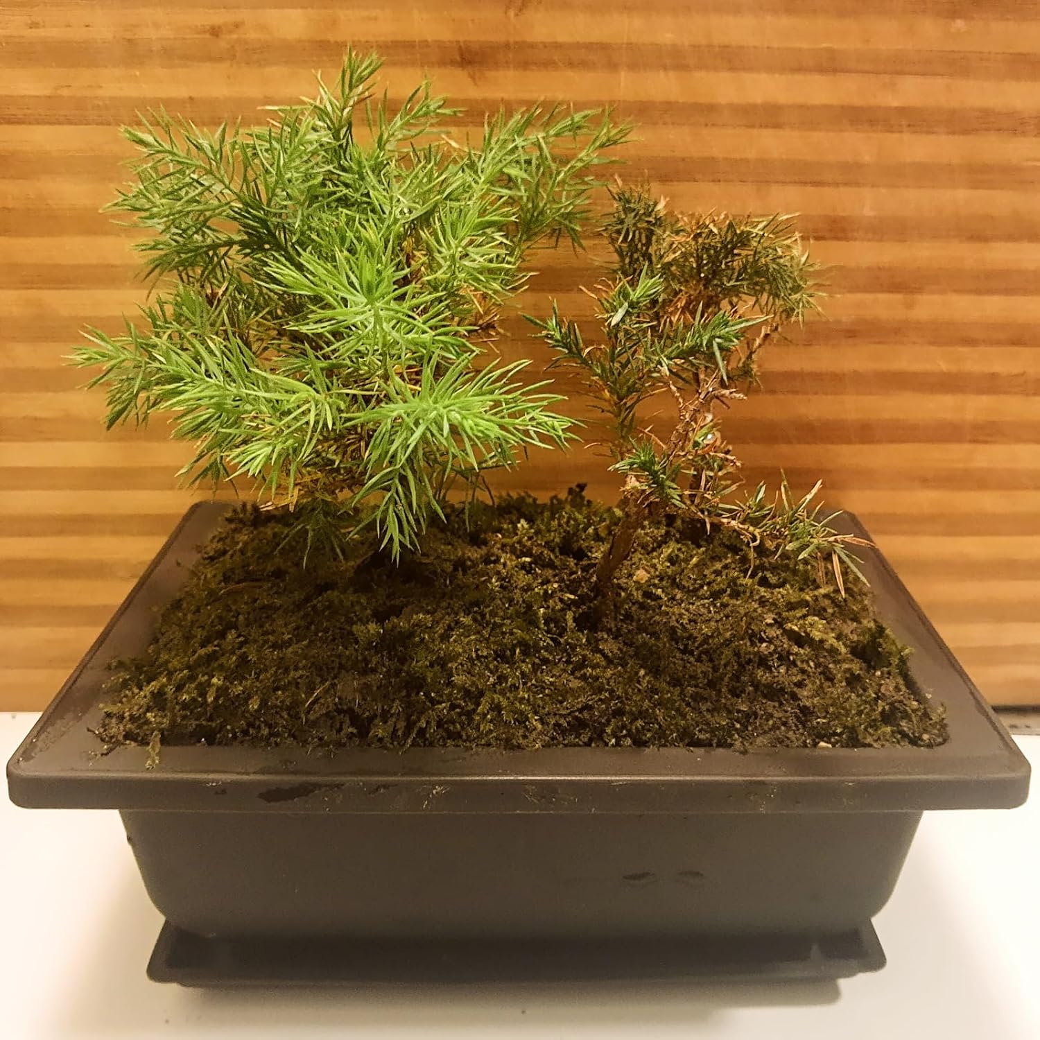 MOUYAT 15 PCS 8.9 Inch Bonsai Training Pots, Rectangular Plastic Bonsai Tree Growing Large Planter Pot for Plants