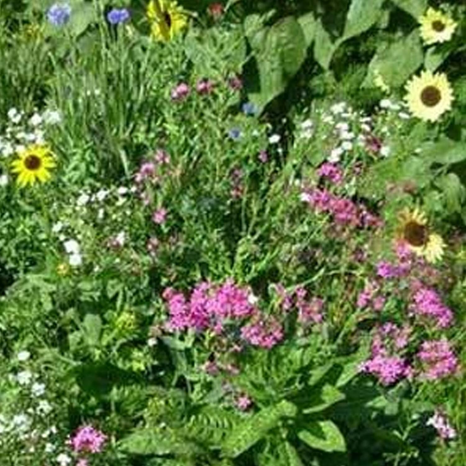 Mountain Valley Seed Co Northeastern Wildflower Seed 5 Lb 3.2 Million Seeds | Annual & Perennial Native Wildflower Mix