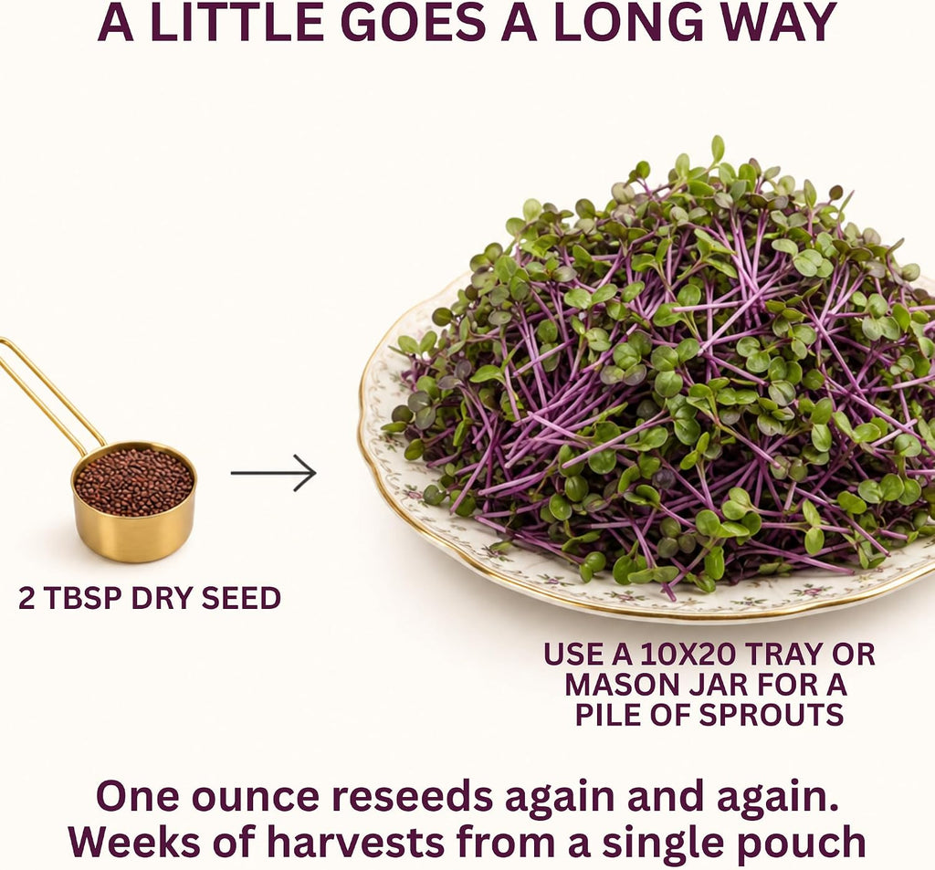 Todd's Seeds Radish Microgreen Seeds, 1 lb – Non-GMO | Rambo Variety, Bulk - Striking purple sprouts. High in vitamins