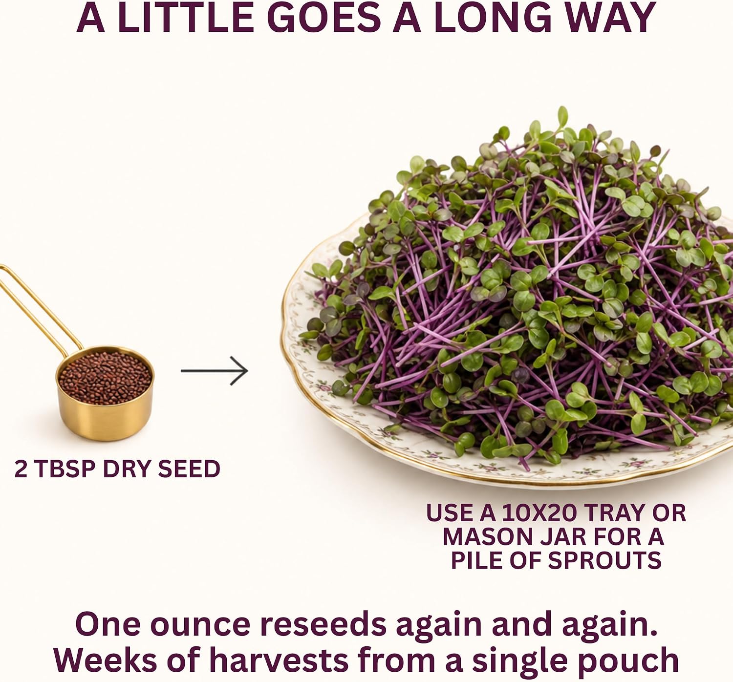 Todd's Seeds Rambo Radish Sprouting Seeds, 1/2 lb – Non-GMO | Striking red/purple sprouts. Ready in 5 days. High
