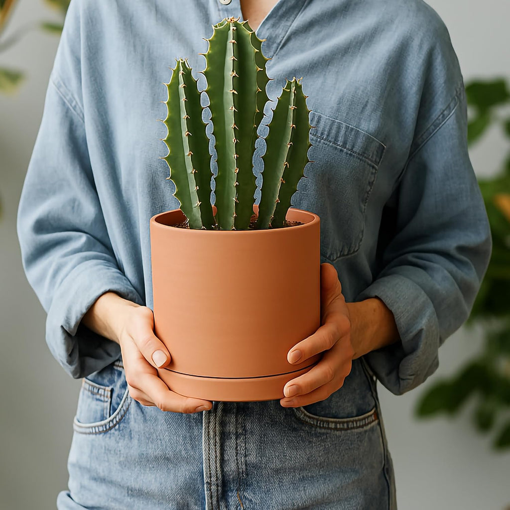 D'vine Dev Terracotta Plant Pot with Saucer, 6 Inch, 40-X-A-3 | Cylinder Shape, Timeless Style, Unglazed Terracotta