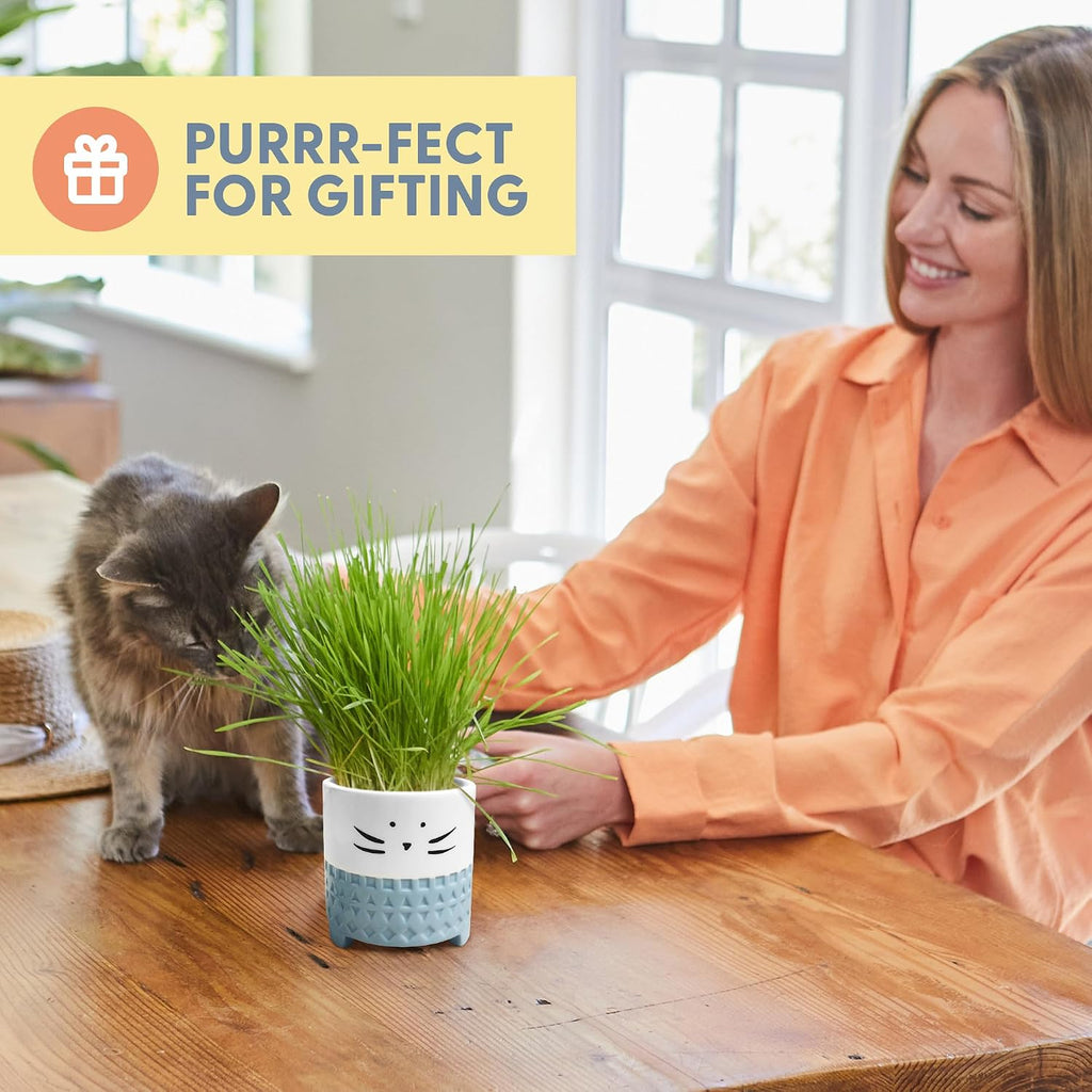 The Cat Ladies Cat Grass for Indoor Cats, Cat Grass Growing Kit with Organic Cat Grass Seed Mix, Soil and Ceramic Cat