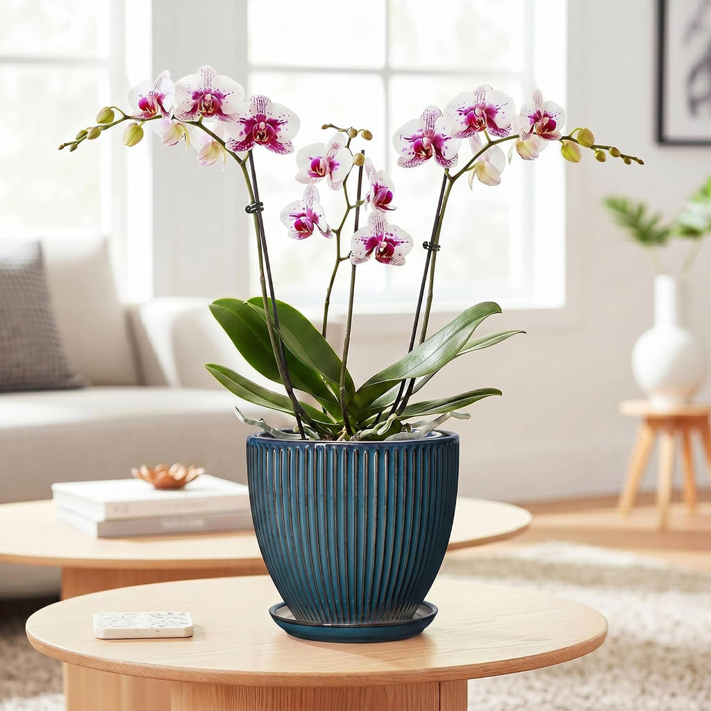 6 Inch Plant Pot, Ceramic Flower Pots for Indoor Plants, Round Planters with Drainage Hole and Saucer, Decorative Small