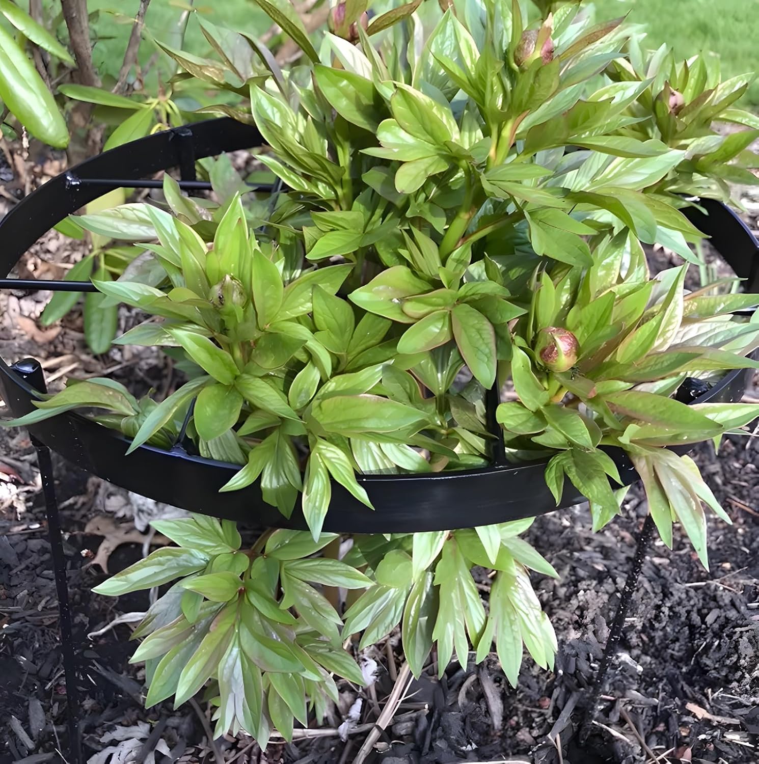 23.6" Peony Cages and Supports,Plant Support Ring for Hydrangea | Durable Round Garden Flower Rings,Tall Plant Support