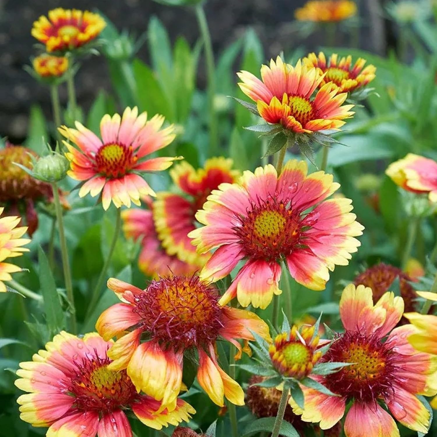Pop's Birding Hummingbird & Butterfly Wildflower Seed Mix (12-Pack)