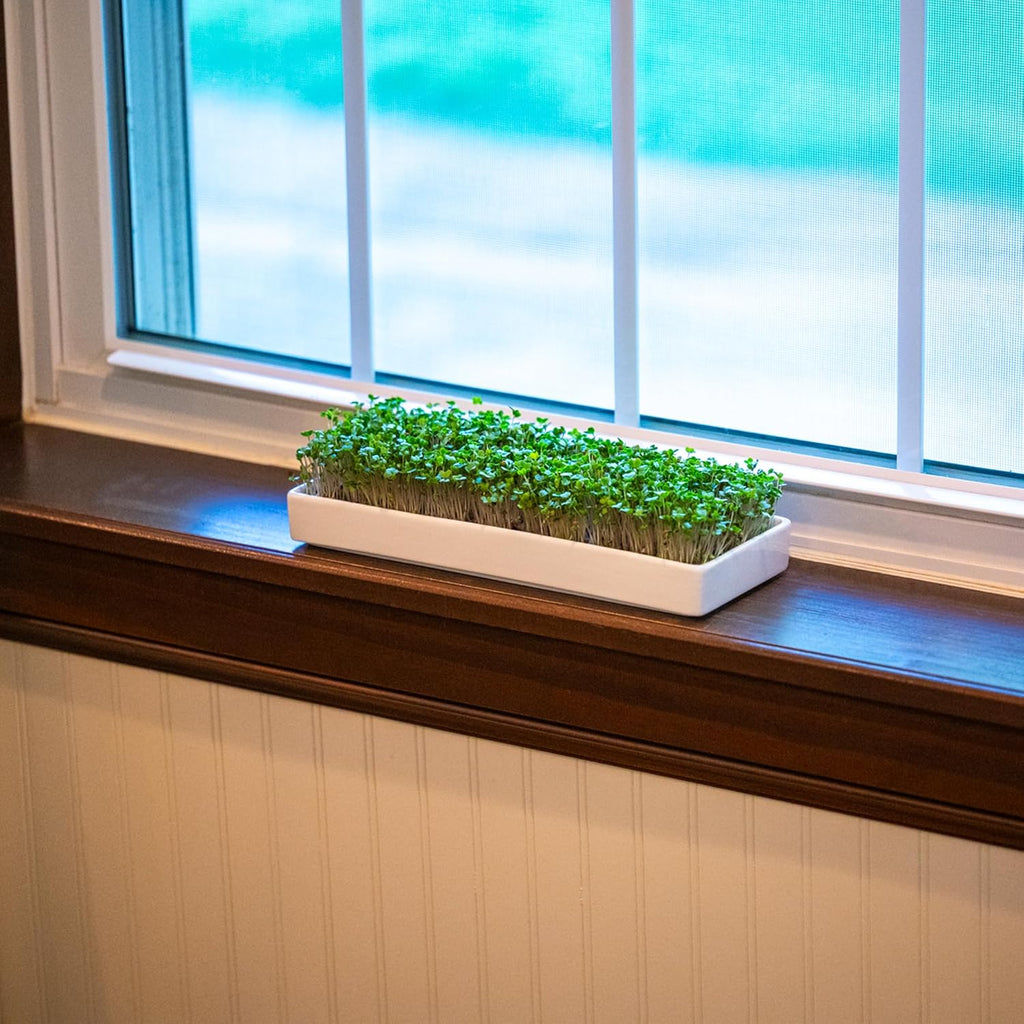 mizuna Microgreens Growing Kit — 2 Ceramic Trays, Coconut Coir & Seeds | Indoor Windowsill Grow Kit | Gift for Plant &