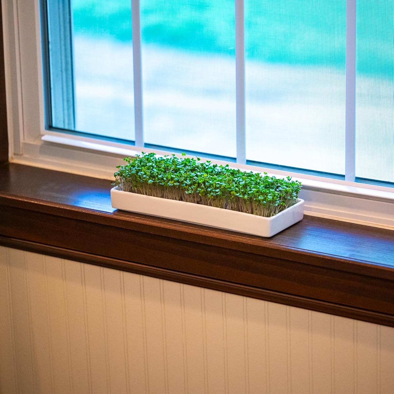 mizuna Microgreens Growing Kit — 2 Ceramic Trays, Coconut Coir & Seeds | Indoor Windowsill Grow Kit | Gift for Plant &