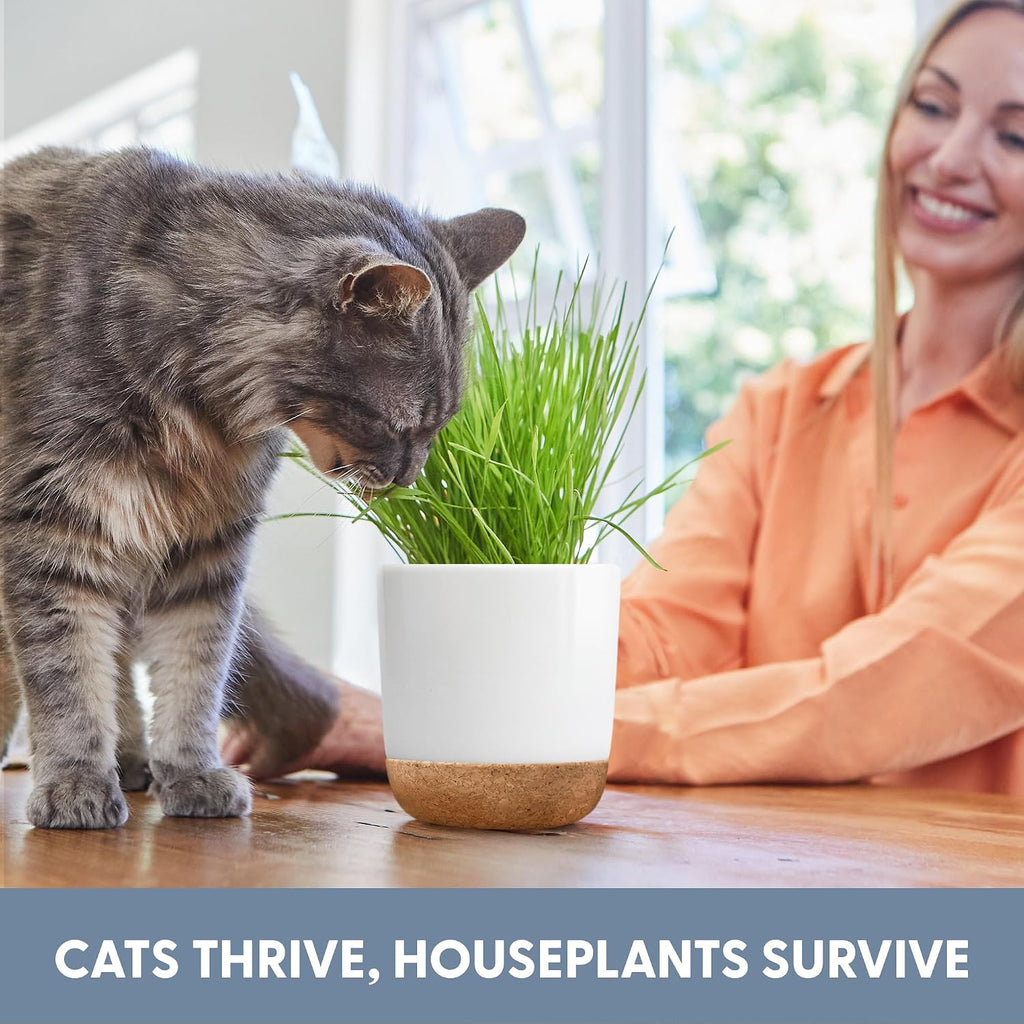 The Cat Ladies Cat Grass for Indoor Cats Kit with Organic Cat Grass Seed Mix, Soil and Ceramic & Cork Planter, Natural