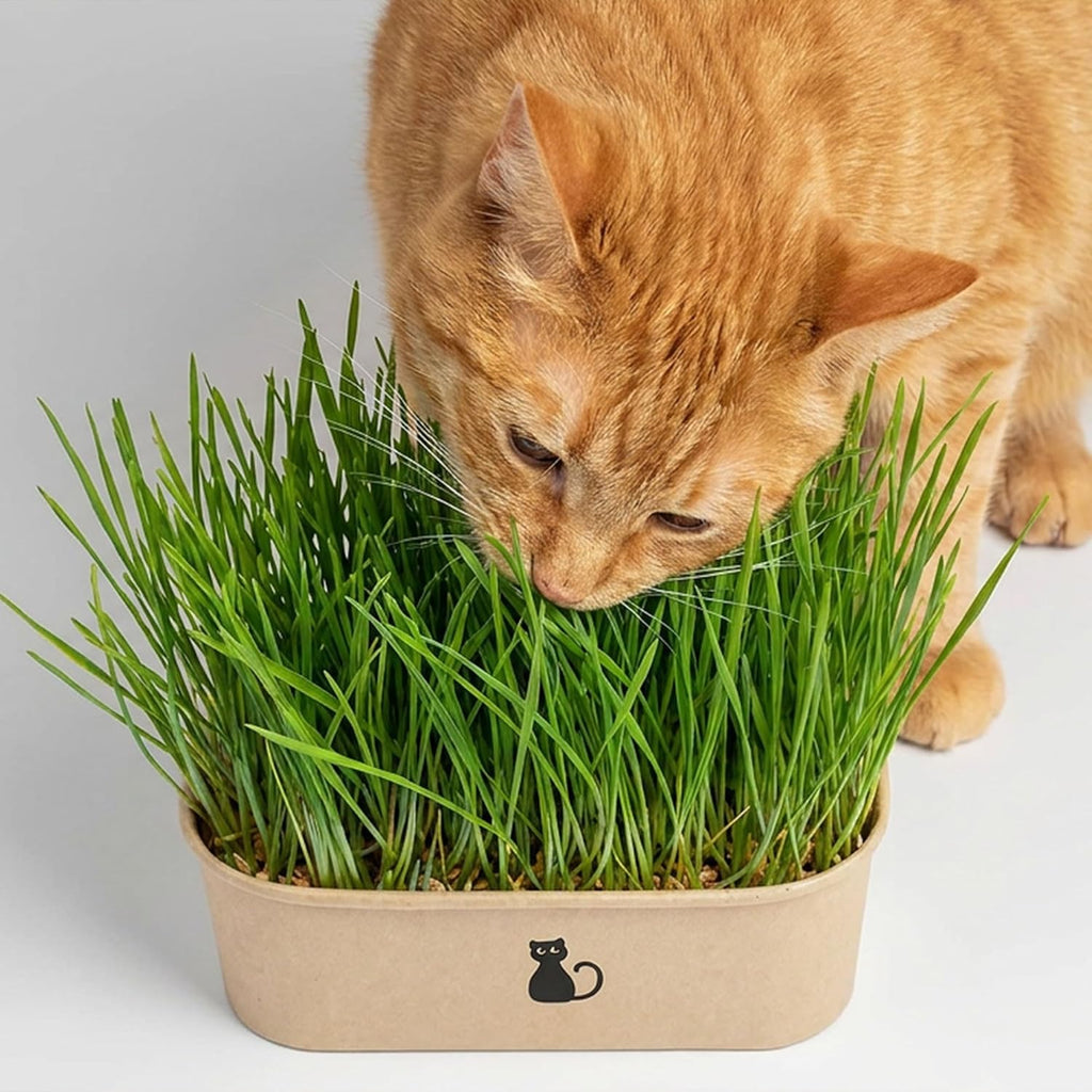 Cat Grass Grow Kit — 4-Batch Indoor Growing Set with Containers, Soil Disks & Seeds | Supports Digestion & Hairball