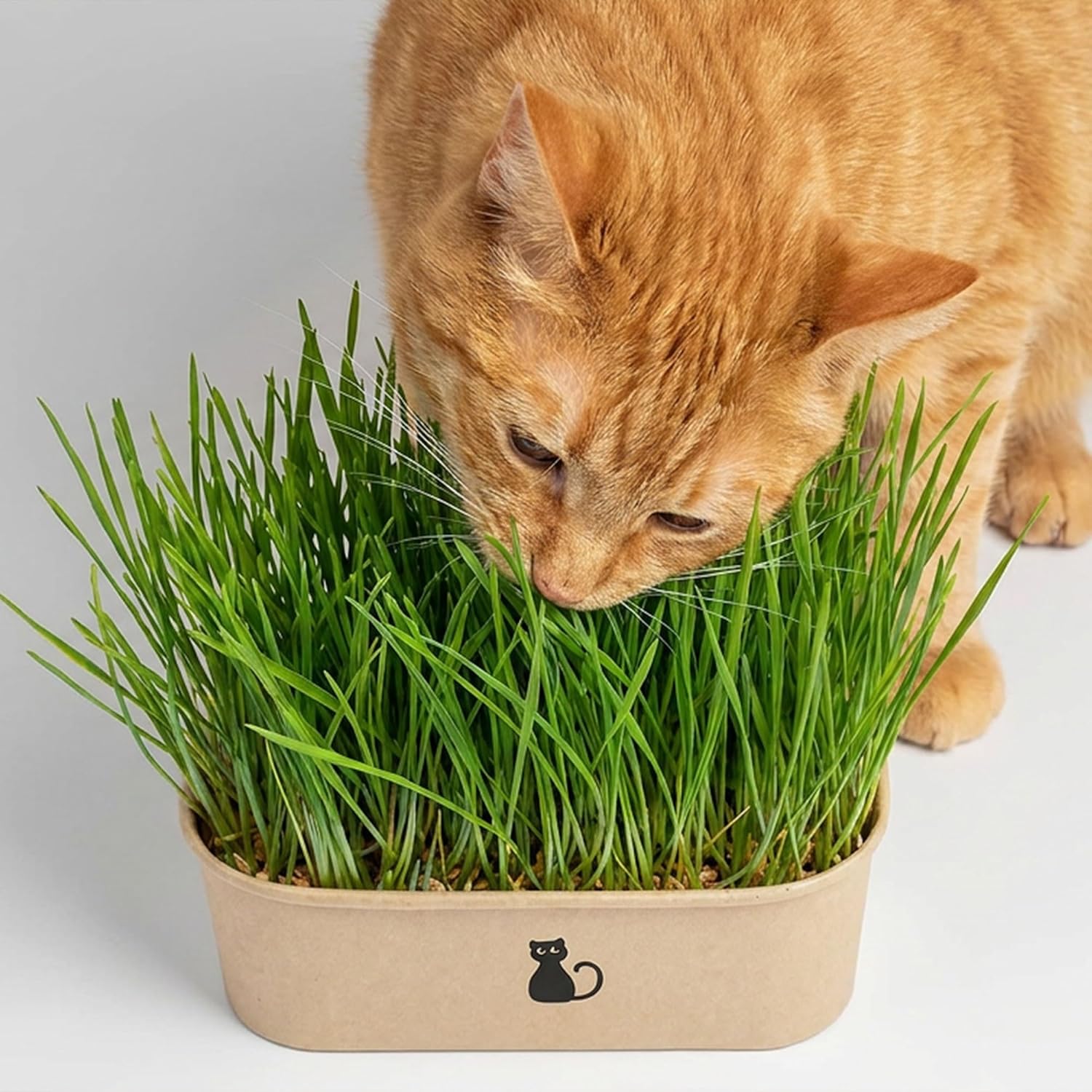 Cat Grass Grow Kit — 4-Batch Indoor Growing Set with Containers, Soil Disks & Seeds | Supports Digestion & Hairball