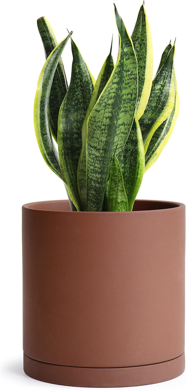 D'vine Dev 3-Pack Rust Terracotta Pots & Saucers, 4/5/6 in, 40-T-A-3 | Cylinder Shape, Timeless Style, Unglazed