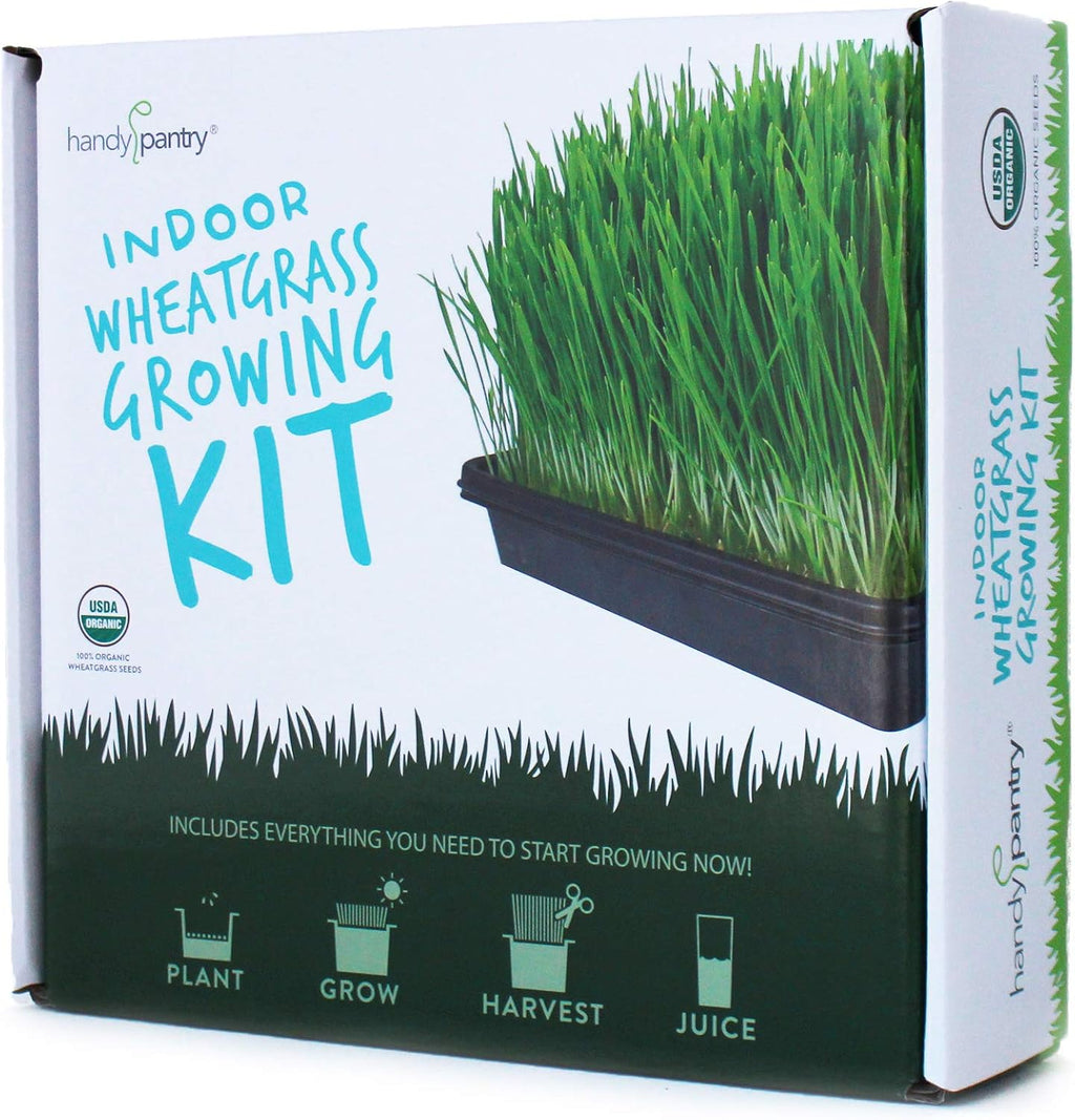Handy Pantry Organic Wheatgrass Growing Starter Kit Grow & Juice Wheat | Grass Includes Non-GMO, Organic Wheatgrass