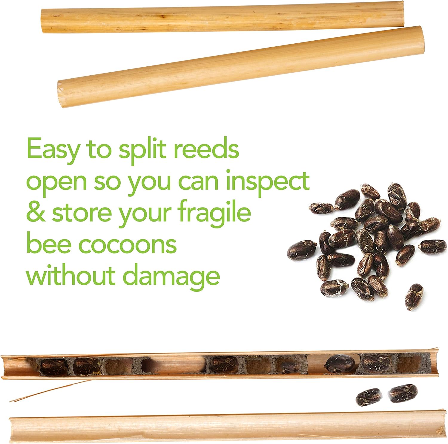 Rivajam 125 Phragmite Reed Mason Bee Tubes | Refill for Bee House, Hotel Nest Box, Solitary Hive & Pollinator Box