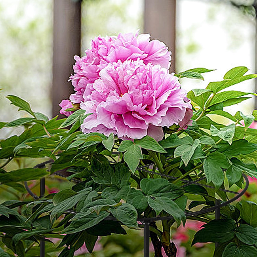 Peony Cages and Supports, 31.5"H x 12.6"D Plant Supports for Outdoor Plants | Large Peony Support Cages, 7mm Heavy Duty