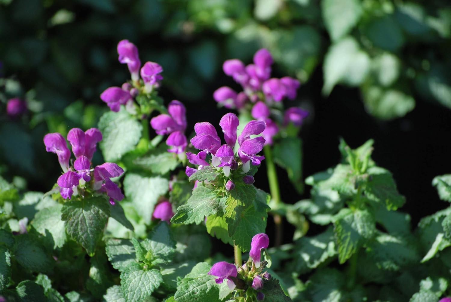 Lamium maculatum ‘Beacon Silver’ (Dead Nettle) Live Perennial, Size- Container, Pink Spring to Summer Flowers with