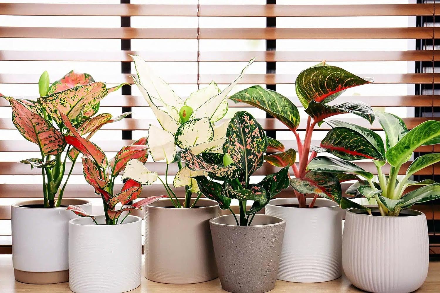 Aglaonema Potting Mix - Promote Strong Roots and Vibrant Foliage with Our Premium Blend - 4 Quart, MAIN-AGLAONEMA-4QT