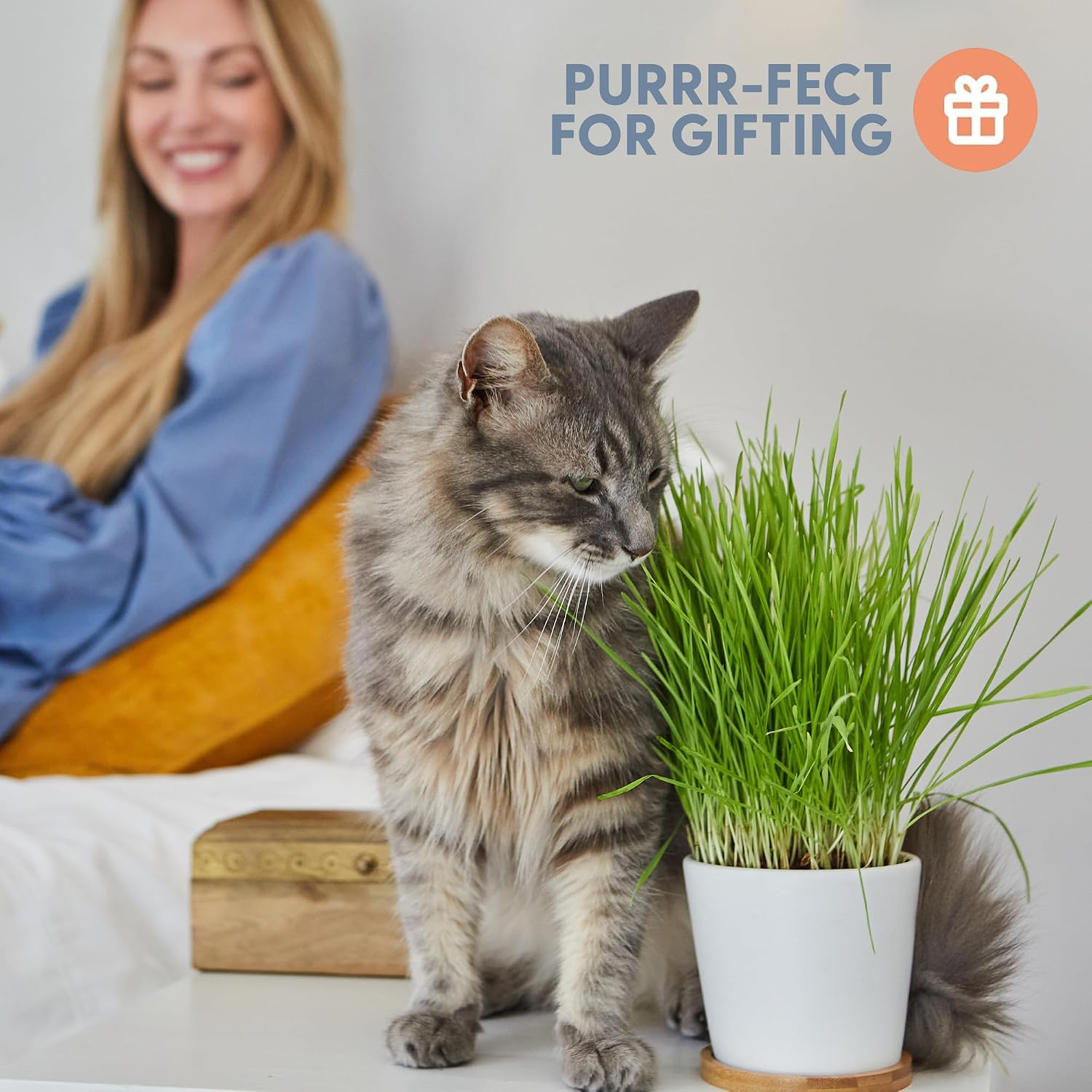 The Cat Ladies Cat Grass Growing kit with Organic Cat Grass Seed, Soil and Two Ceramic Planters with Bamboo Trays