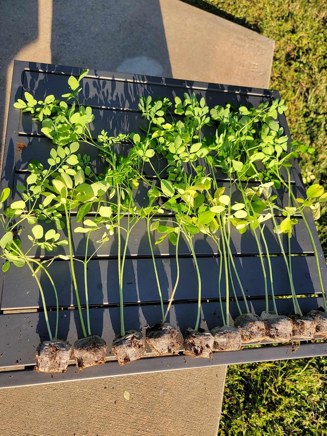 Moringa Plants 10 Moringa Trees Live Saplings - PKM1 Variety - Natural Herbs - with Free Moringa Seeds - Drumstick Tree