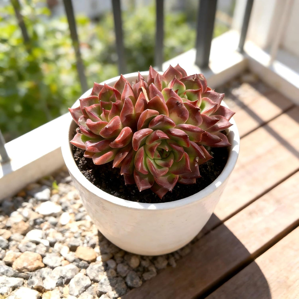 Live Succulent Plant – Echeveria Midnight Beauty with Mini Gardening Tools, Small Easy Care Live Houseplant for Indoor