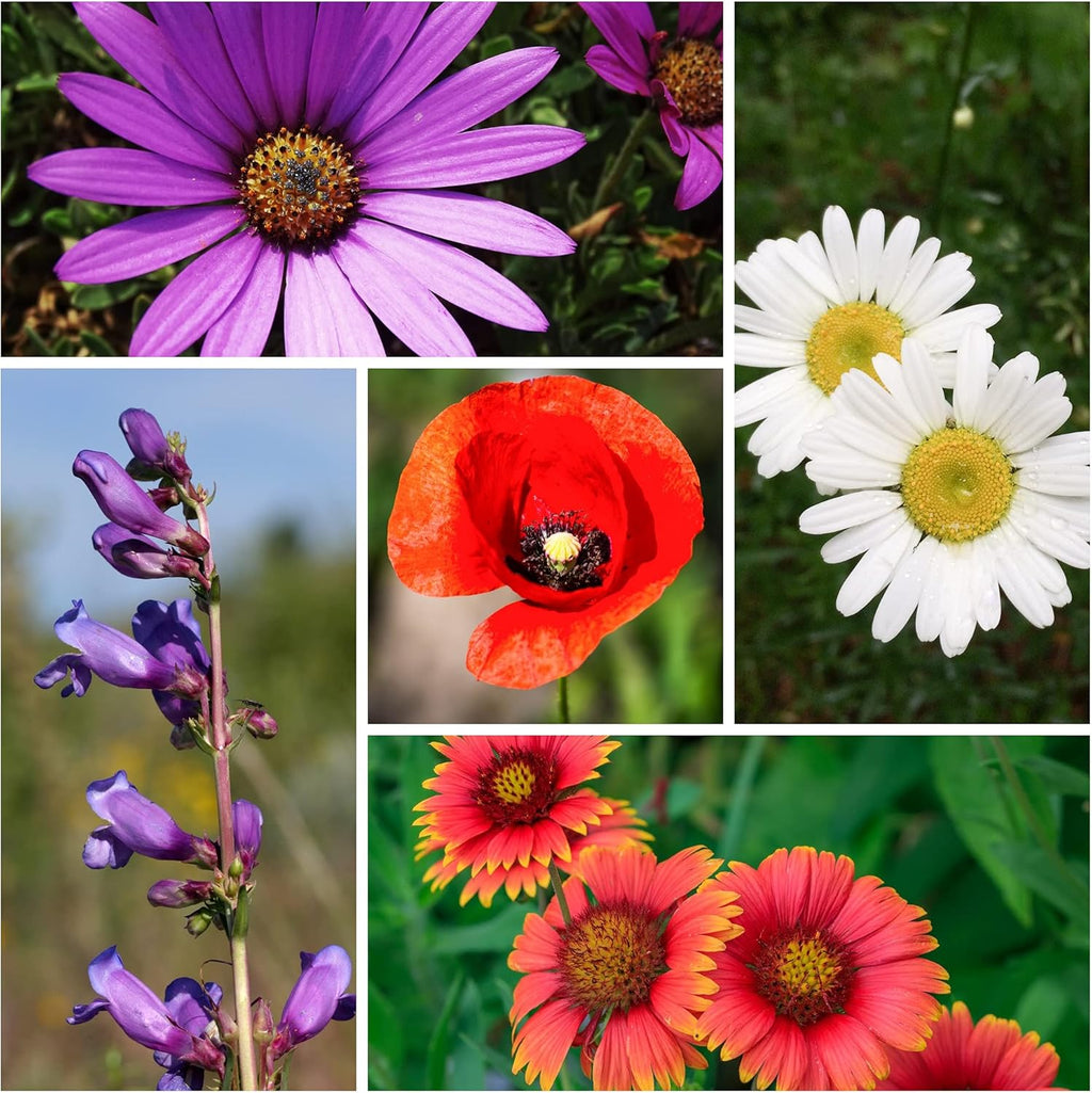 Sustainable Seed Co Wildflower Seed Bulk 2 oz 80,000 Seeds Drought-Tolerant | Mix with 20 Varieties