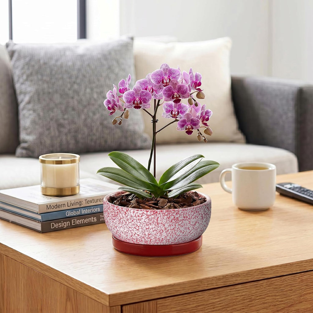 Ceramic Succulent Planter, 8 Inch Bonsai Pots with Tray, Texture Red | Succulent Pots for Indoor Plants, Round Shallow