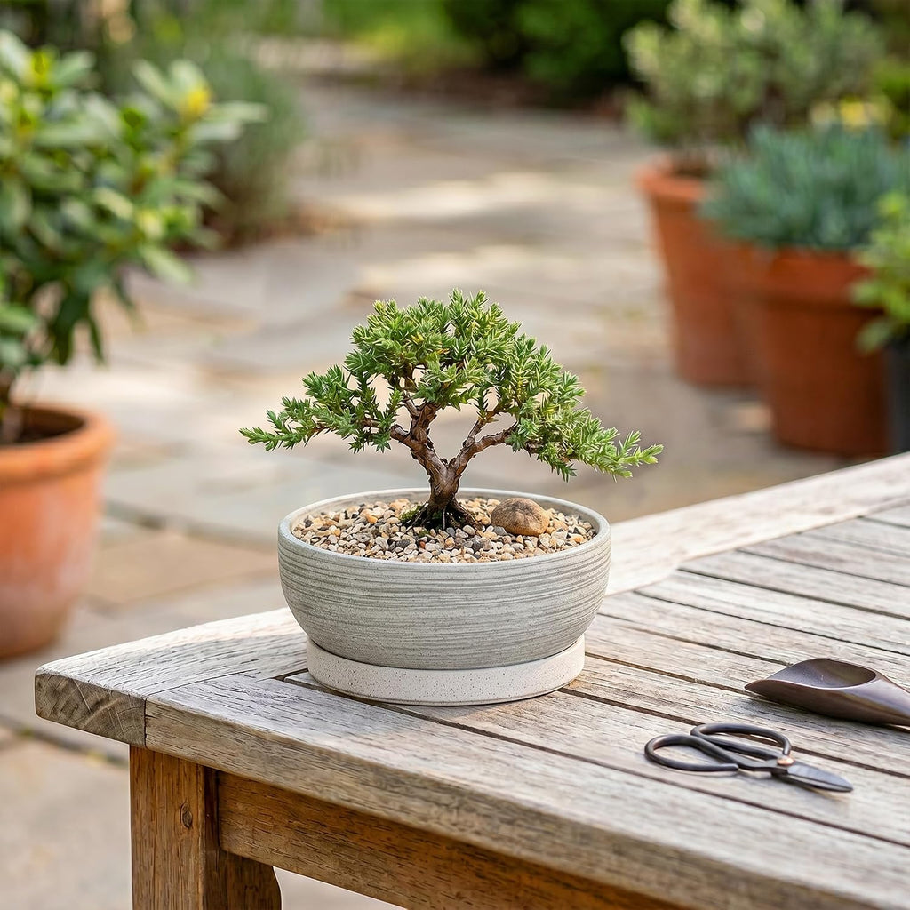 6 Inch Ceramic Succulent Planters with Saucer, Brushed Grey | Small Bonsai Tree Pots with Drainage Hole, Round Pots for