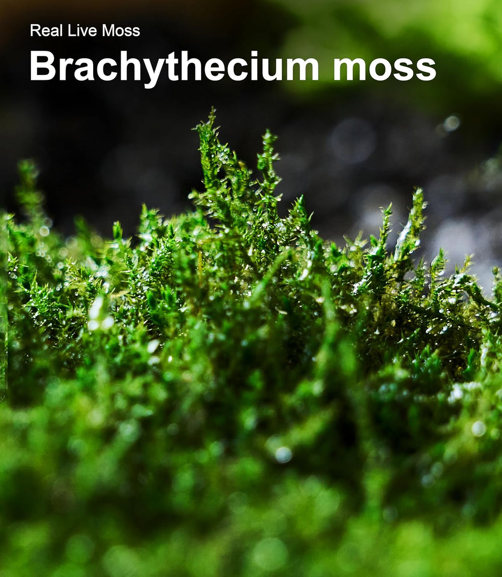 Live Moss 4-Pack for Terrariums,Potted Plants & Floral Decor | Random Varieties, Easy to Revive, Dye-Free, Mixed Green
