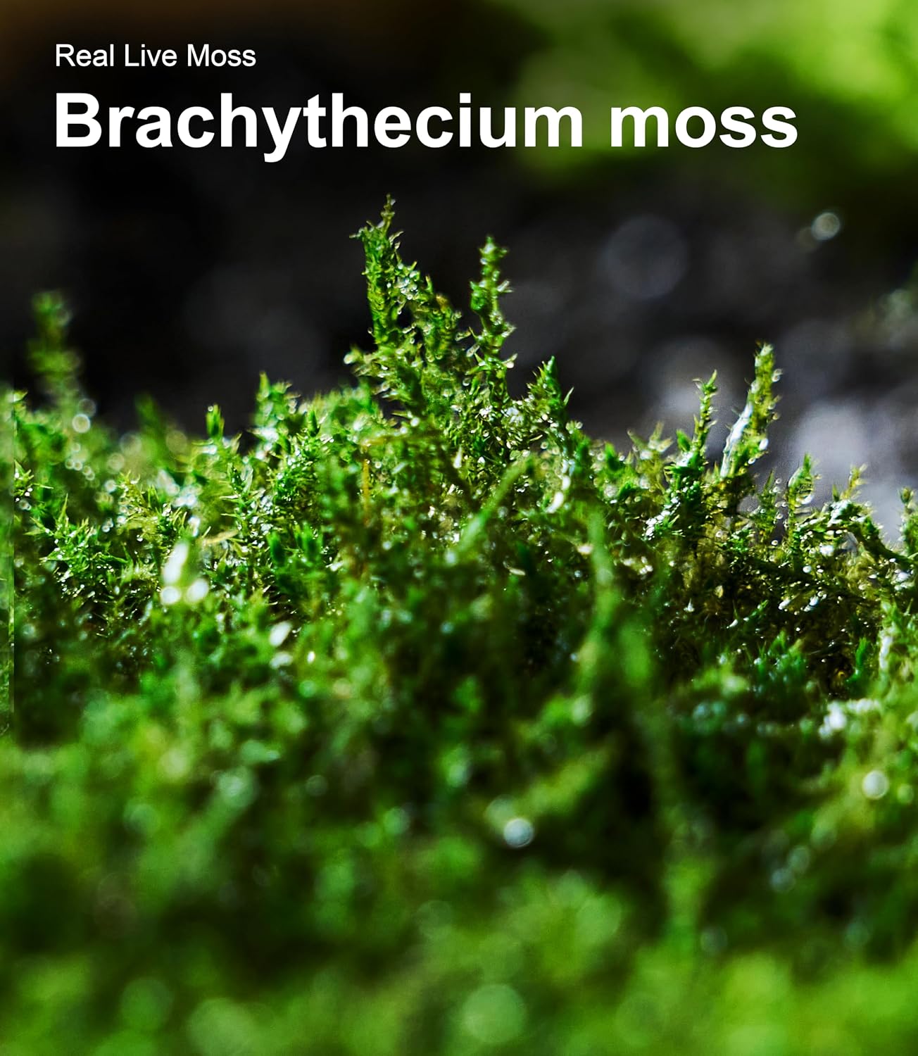 Live Moss 4-Pack for Terrariums,Potted Plants & Floral Decor | Random Varieties, Easy to Revive, Dye-Free, Mixed Green