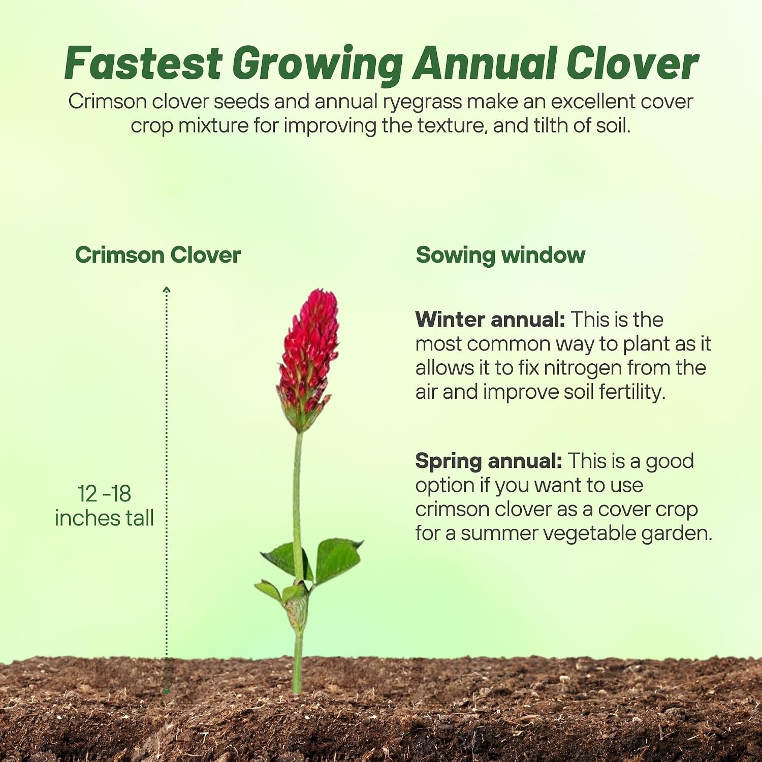 Outsidepride Crimson Clover Seeds - 5 lbs. Annual, Nitrocoated, & Inoculated Ground Cover Seeds, Ideal for Lawn, Cover