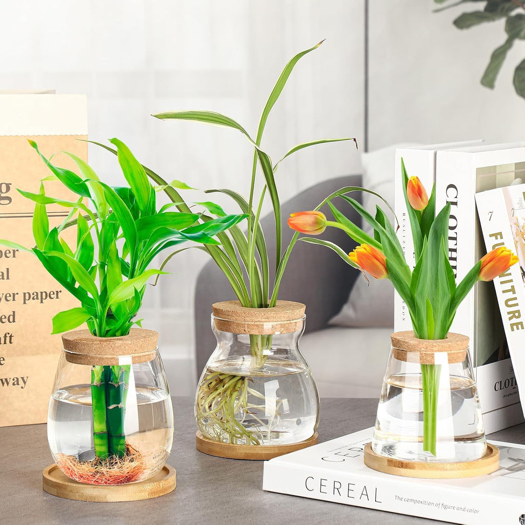 Beeveer 6 Pcs Plants Propagation Station Separated Desktop Plant Terrarium with Wood Lid and Stand, 3 Sizes Glass