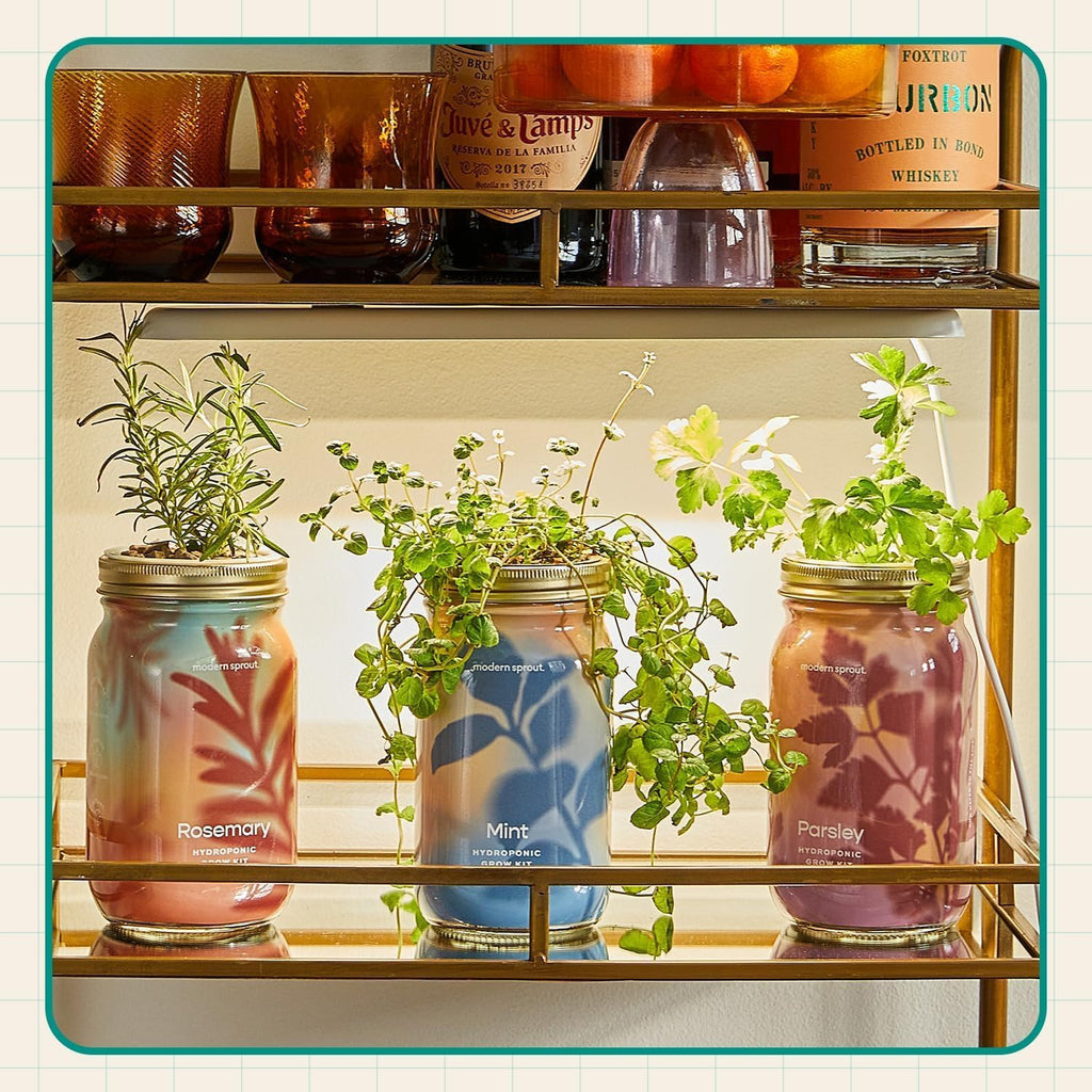 Modern Sprout Garden Jars + Smart Growbar Bundle- Basil, Rosemary & Parsley | Self-Watering Hydroponic Herb Growing Kit